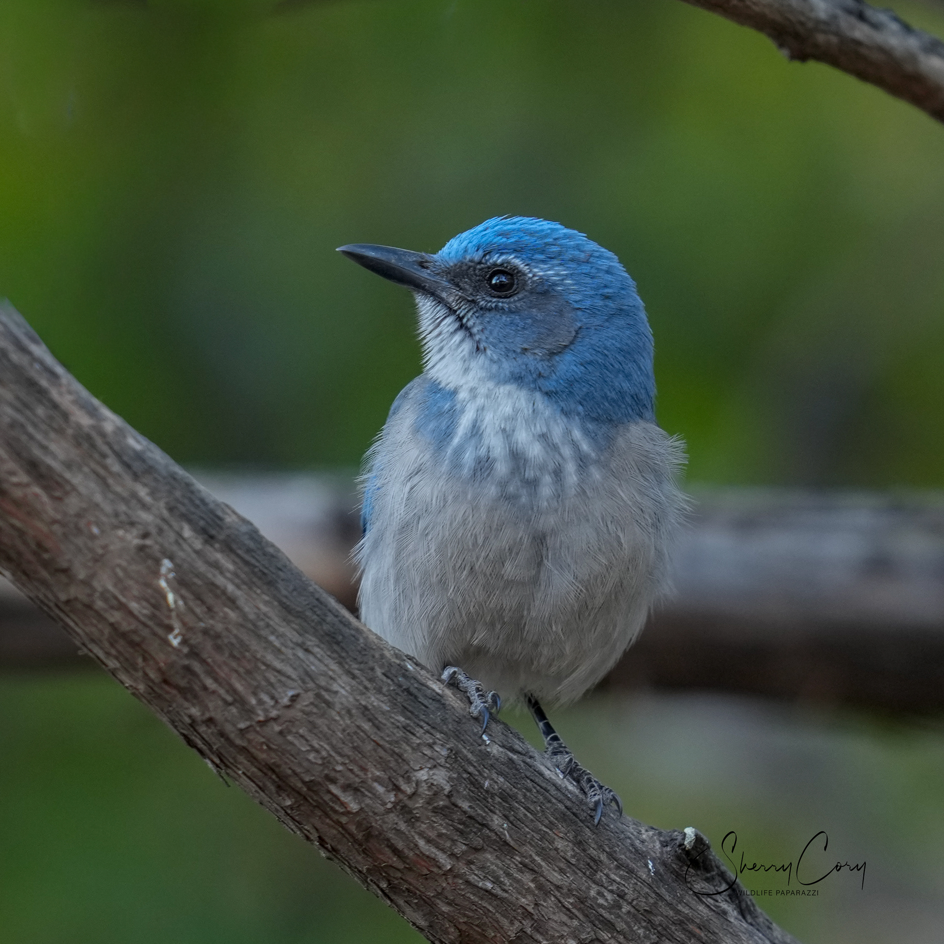 Woodhouse Scrub Jay