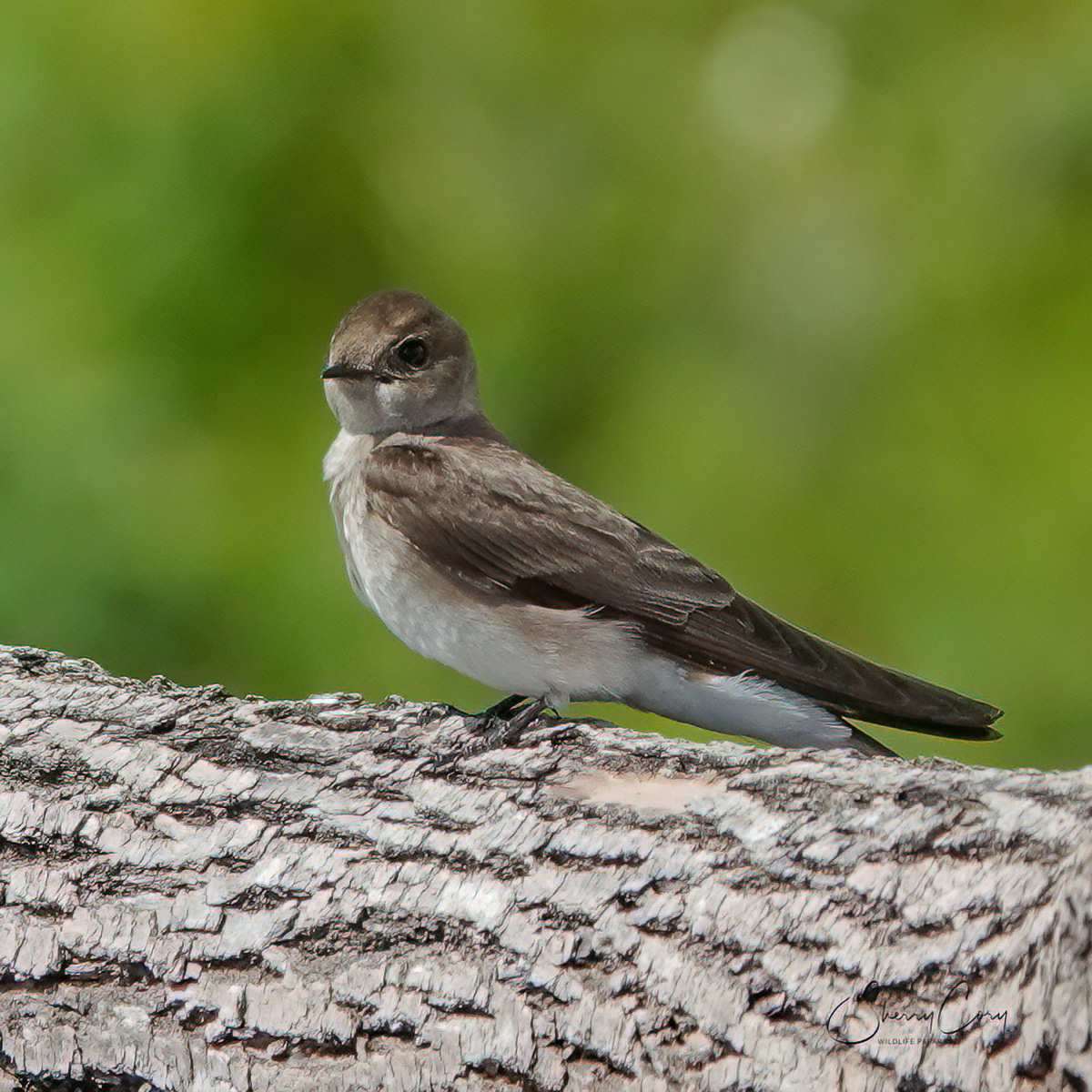 Northern Rough Winged Swallow (Stelgidopteryx serripennis)