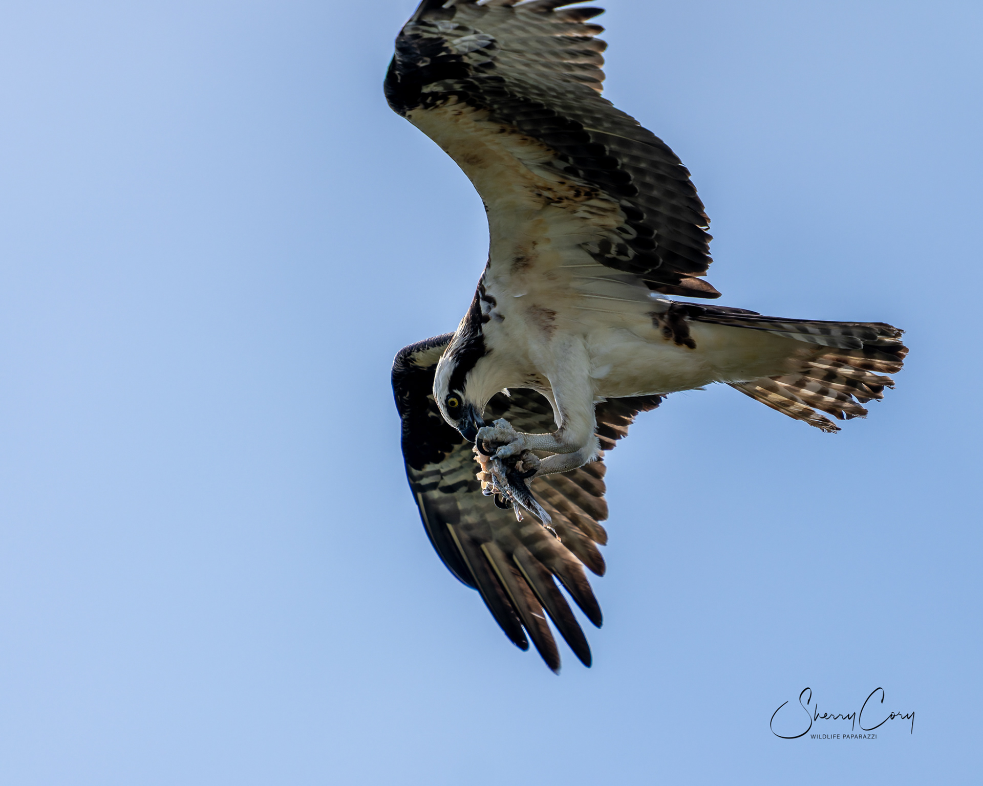 Osprey (Pandion haliaetus)