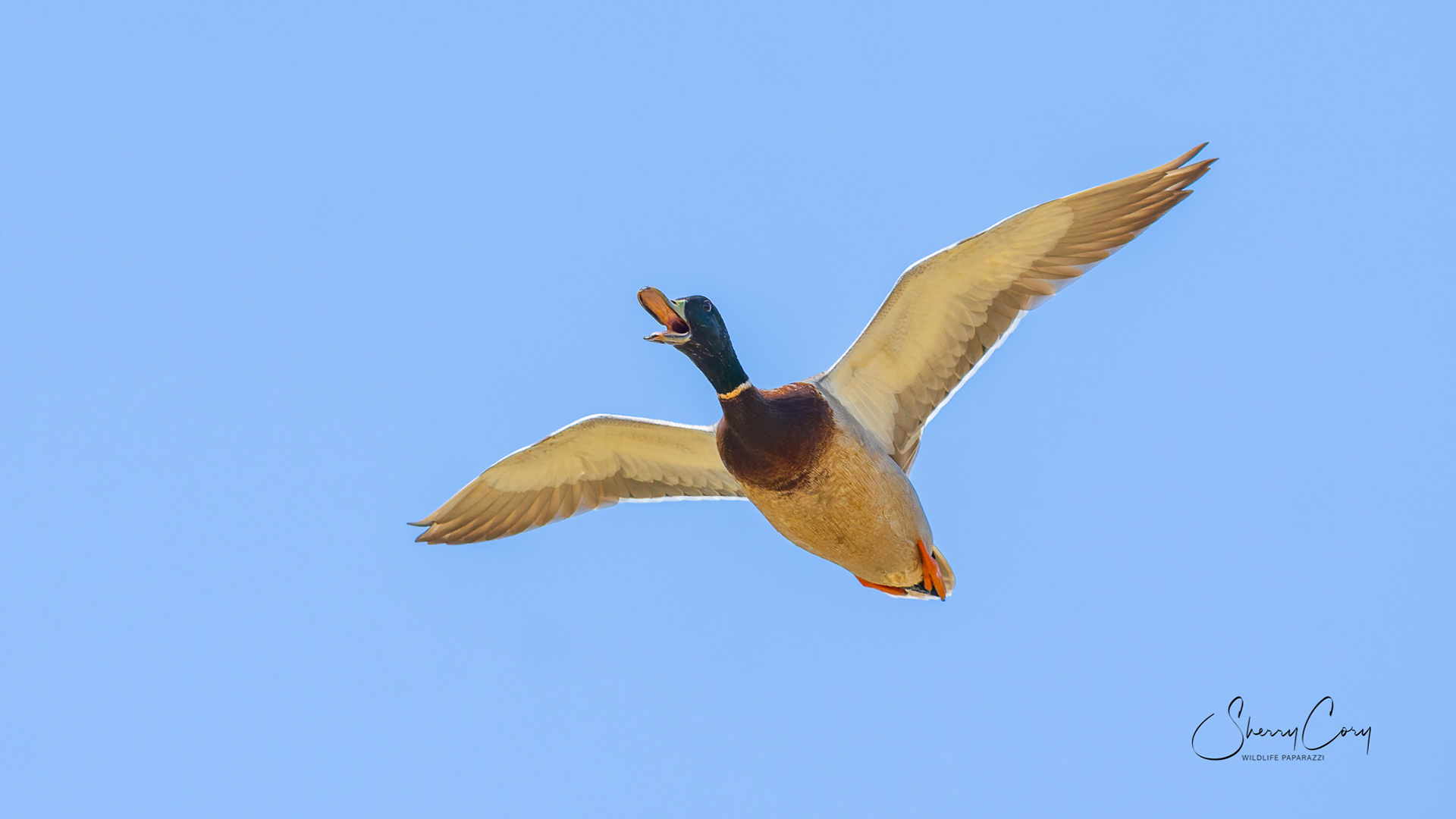Mallard