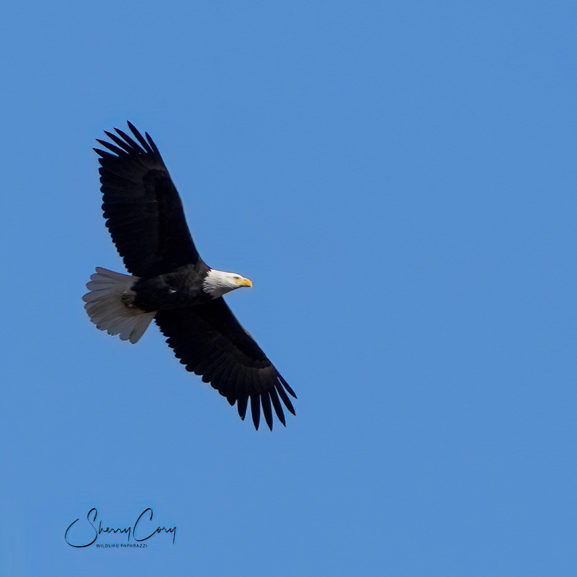 Bald Eagle