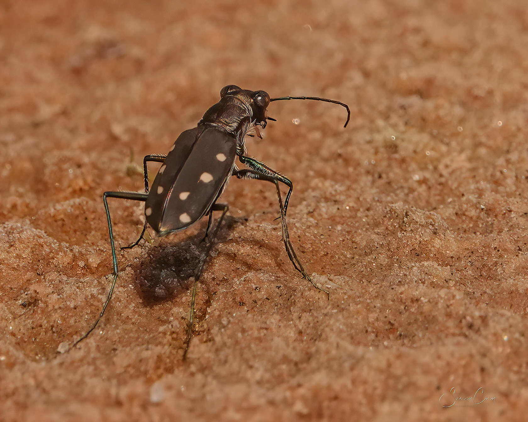 Ocellated Tiger Beetle
