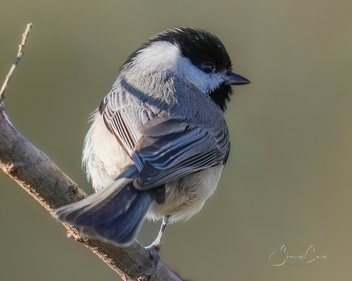 Carolina Chickadee