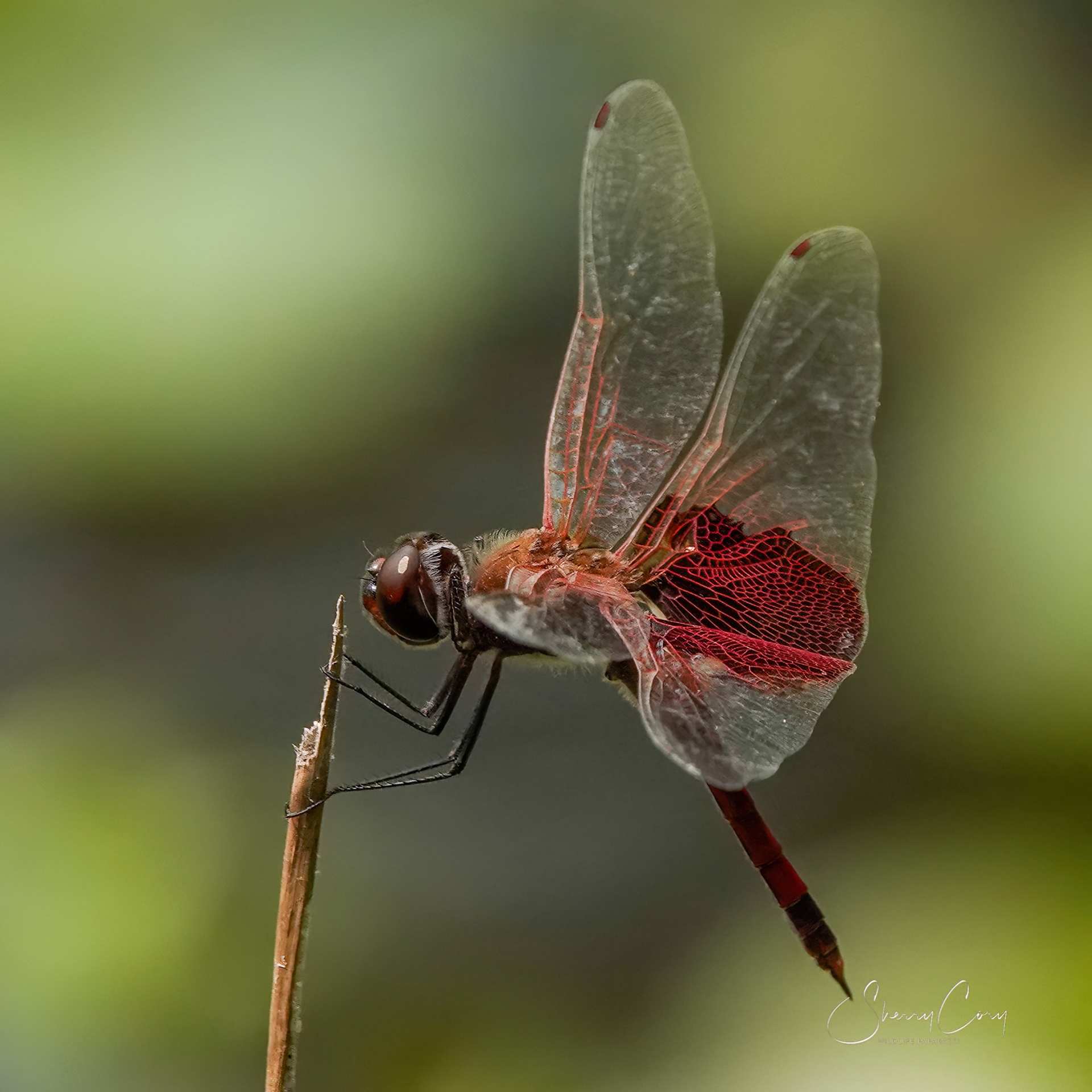 Carolina Saddlebags