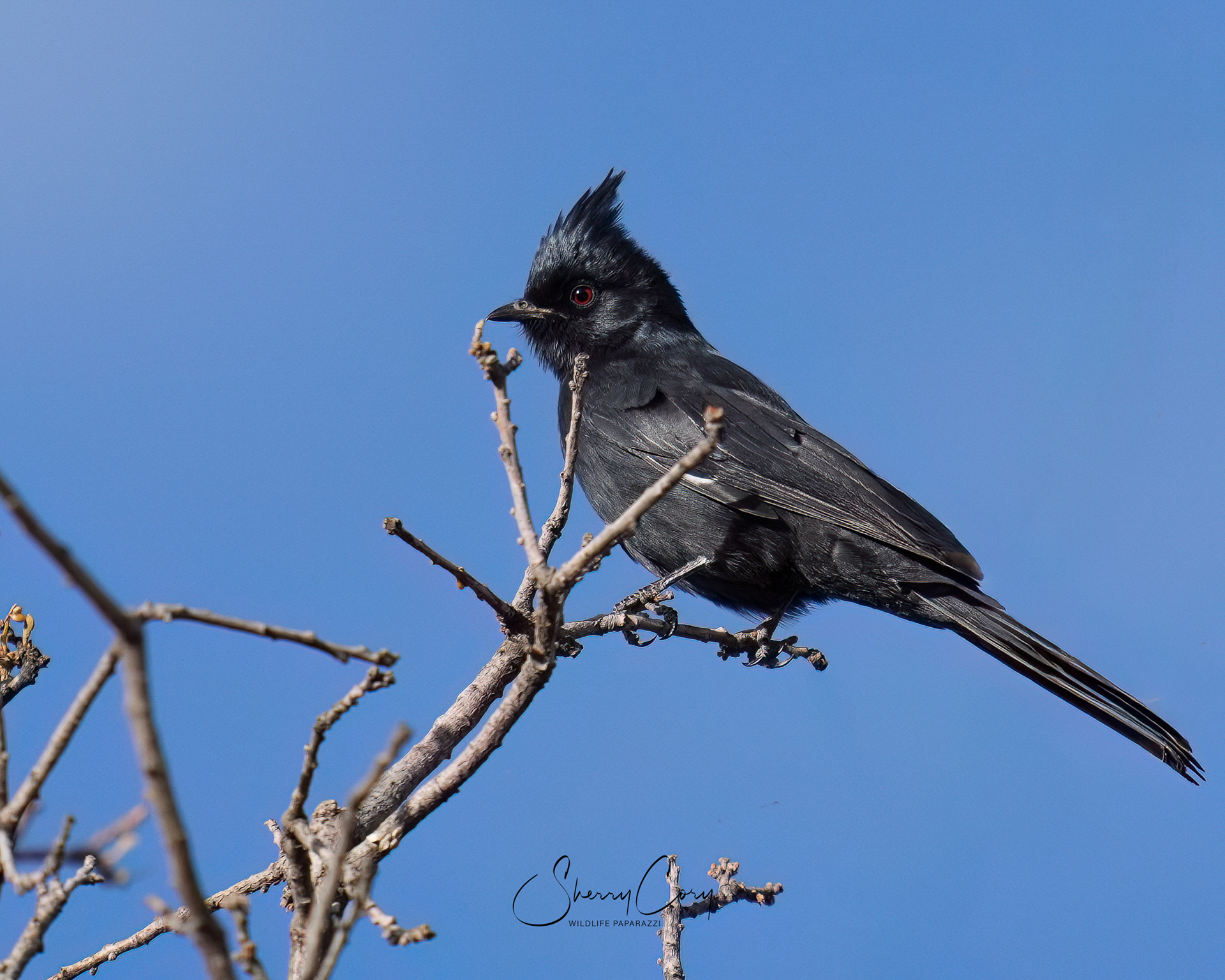 Phainopepla