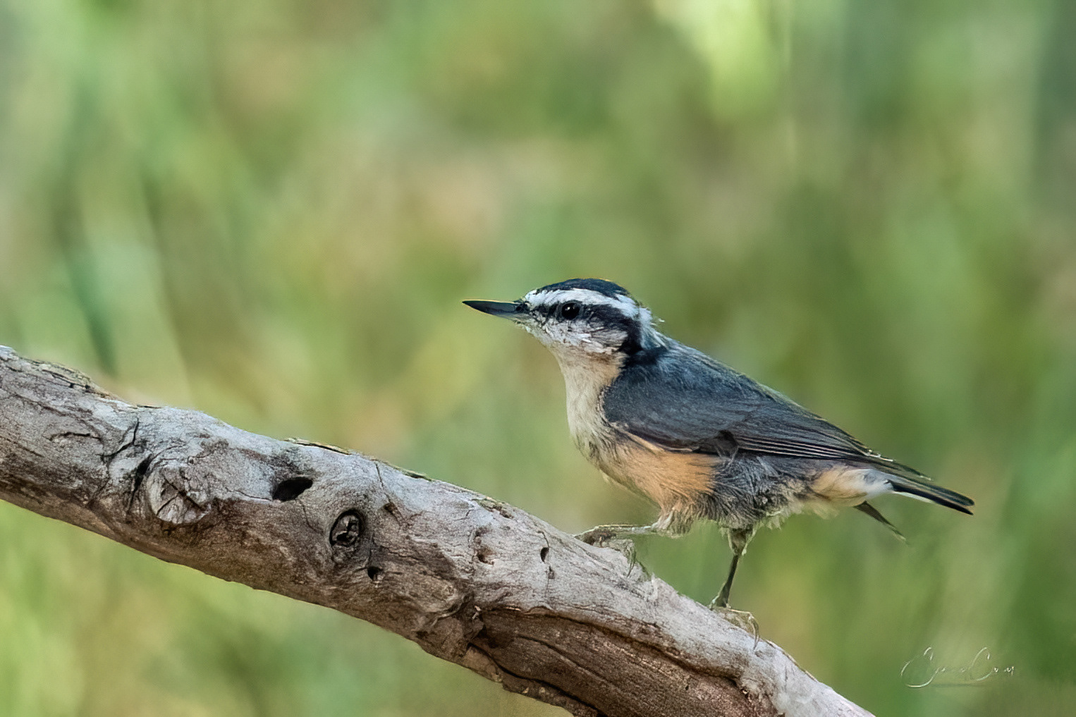 Red Breasted Nuthatch (Sitta canadensis)