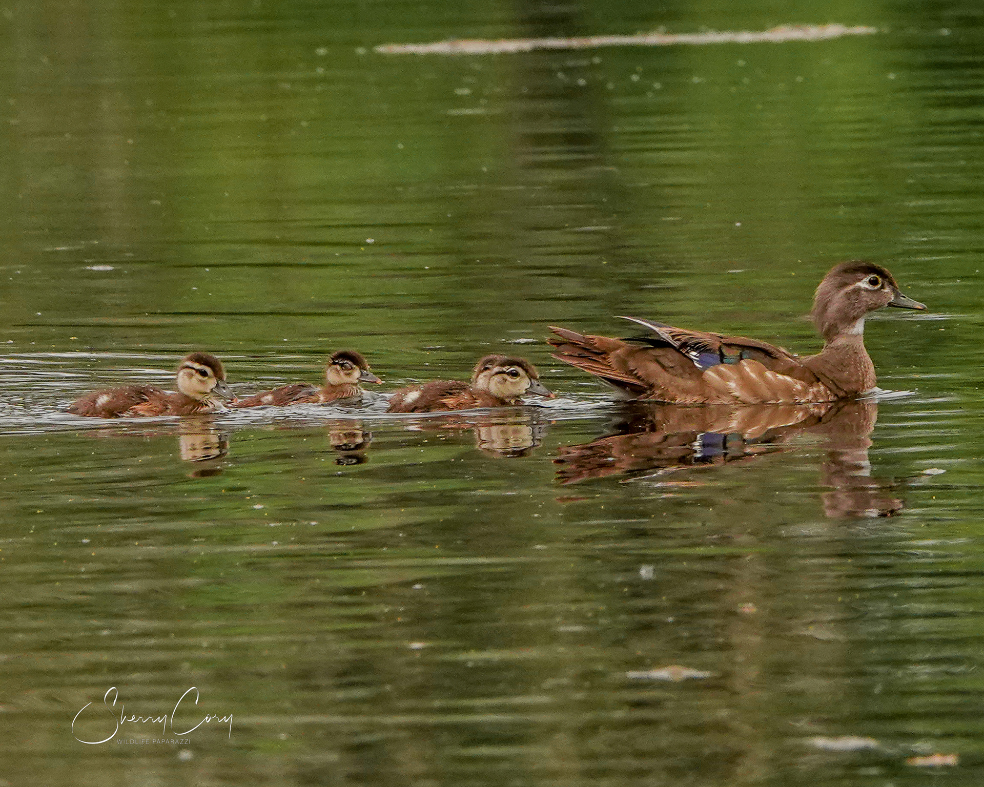 Female Wood Duck and ducklings (Aix sponsa)