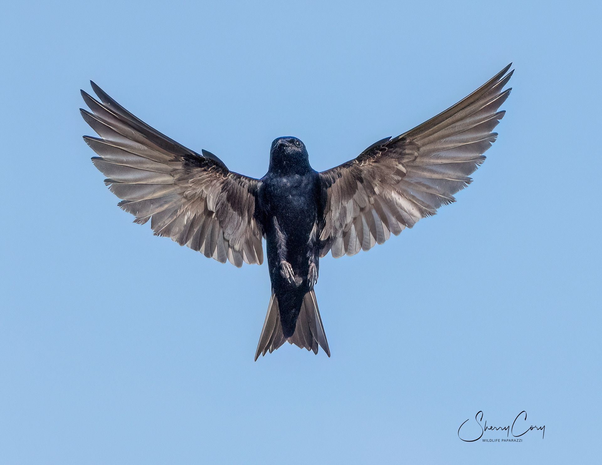Purple Martin (Progne subis)