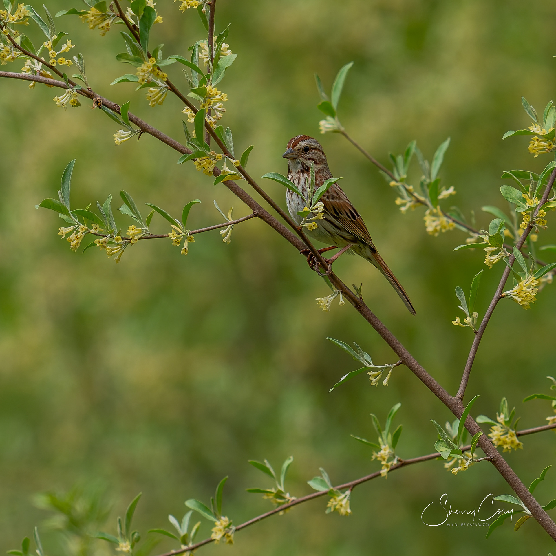 Song Sparrow