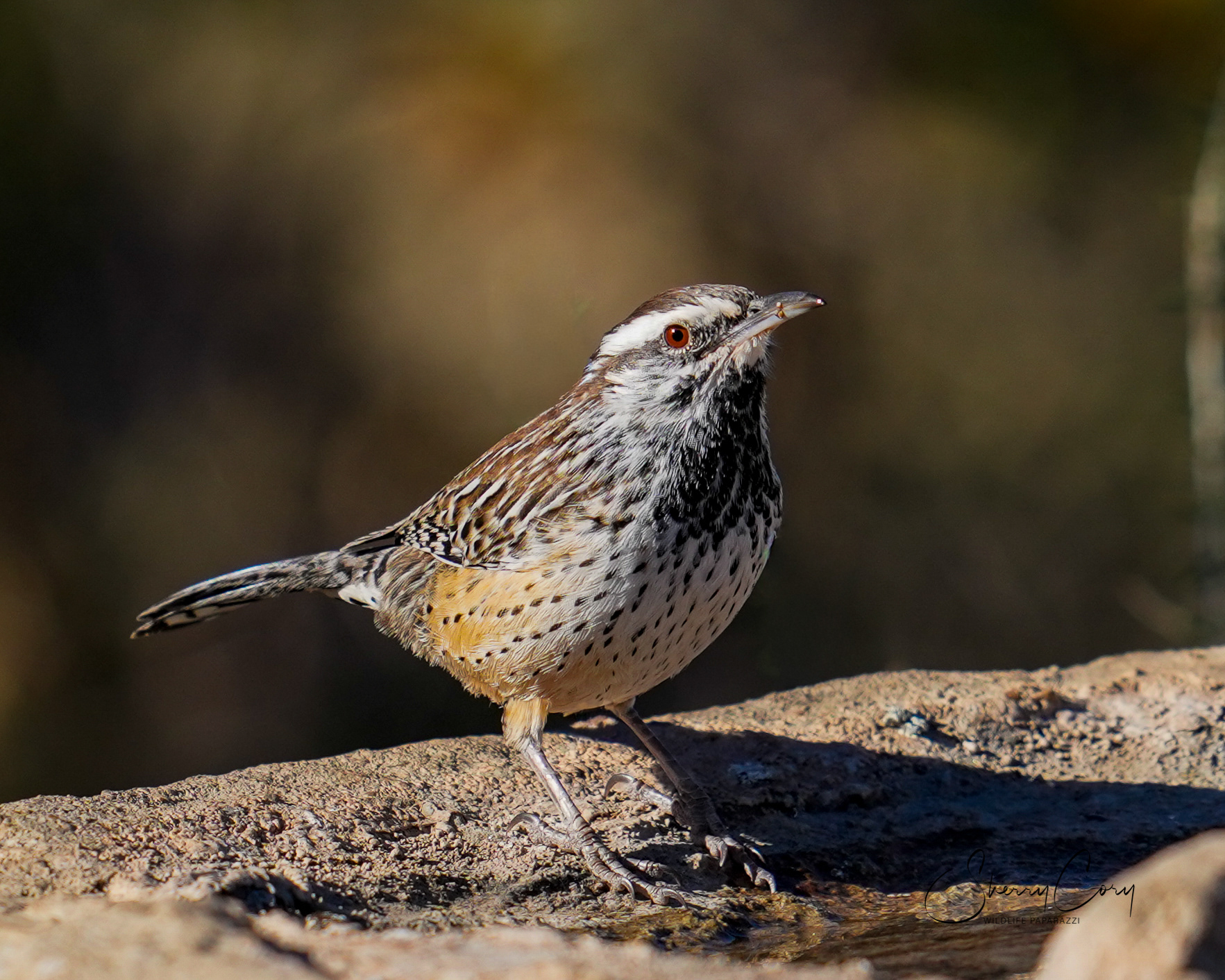 Cactus Wren (Campylorhynchus brunneicapillus)
