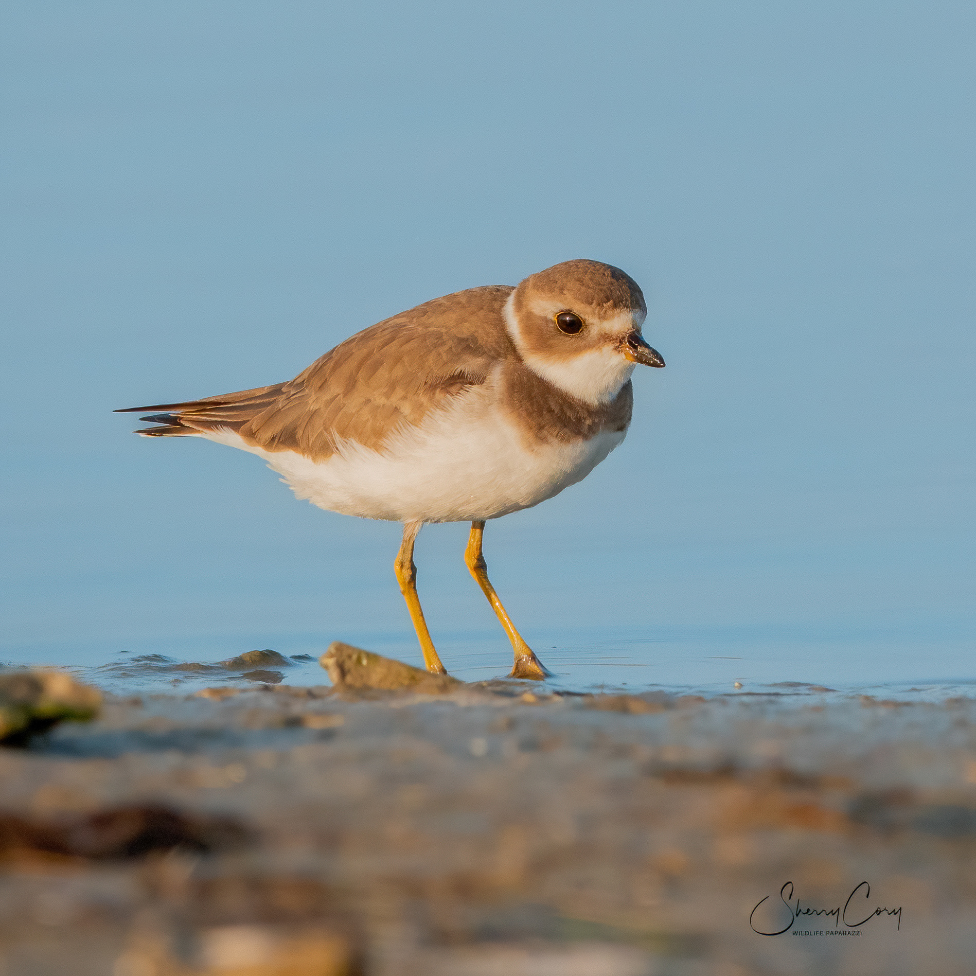 Semipalmated Plover (Charadrius semipalmatus)