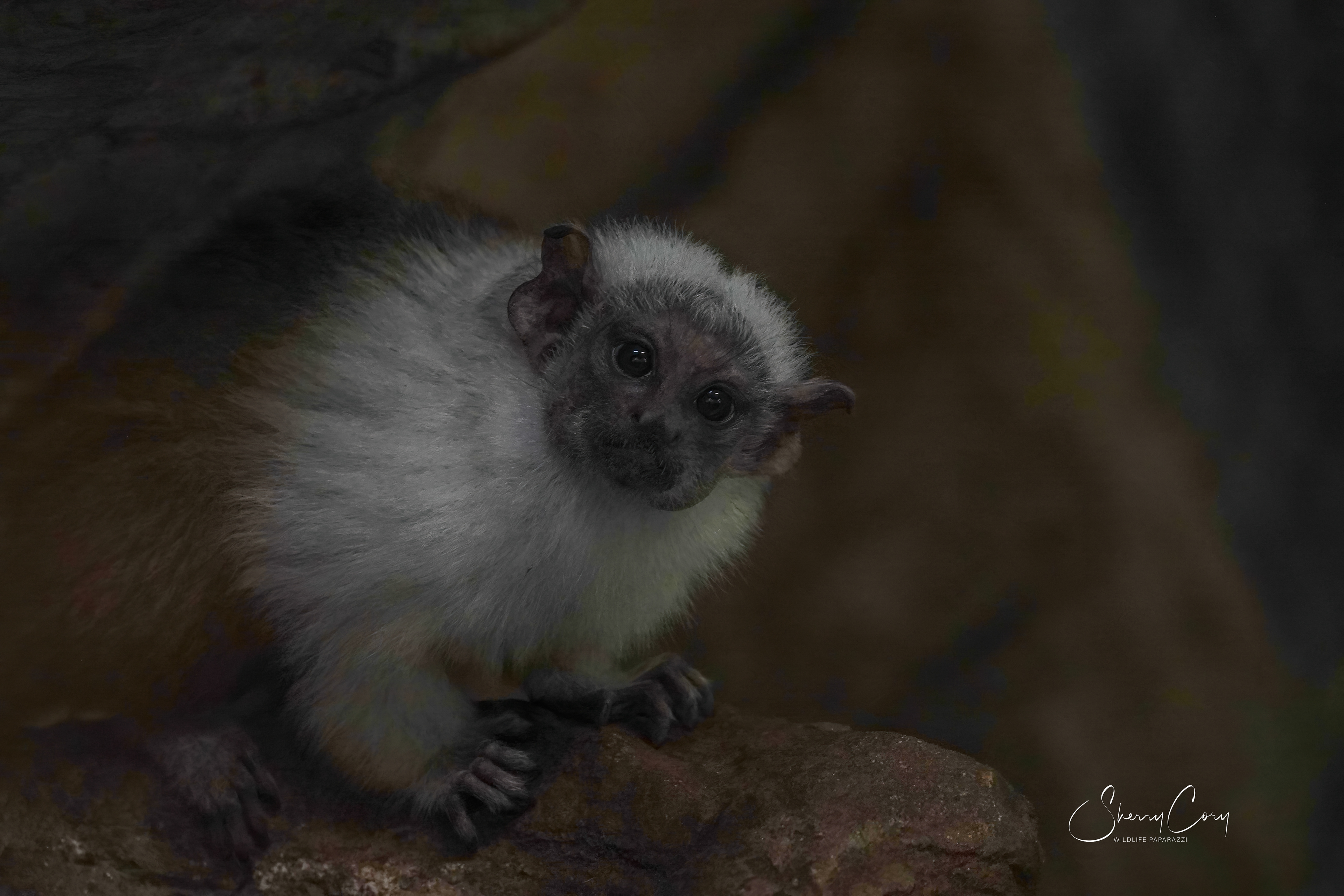 Pied Tamarin