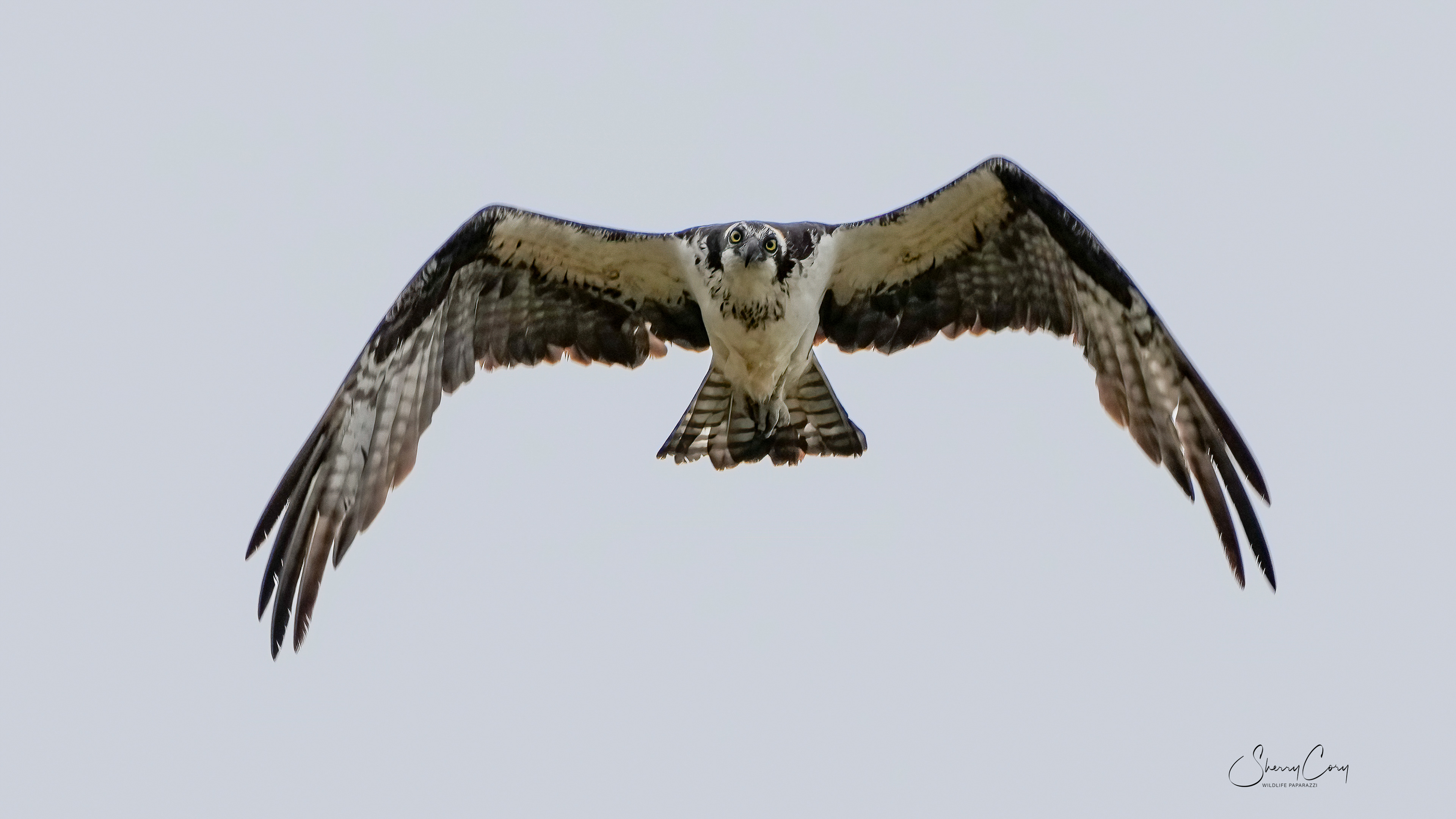 Osprey (Pandion haliaetus)