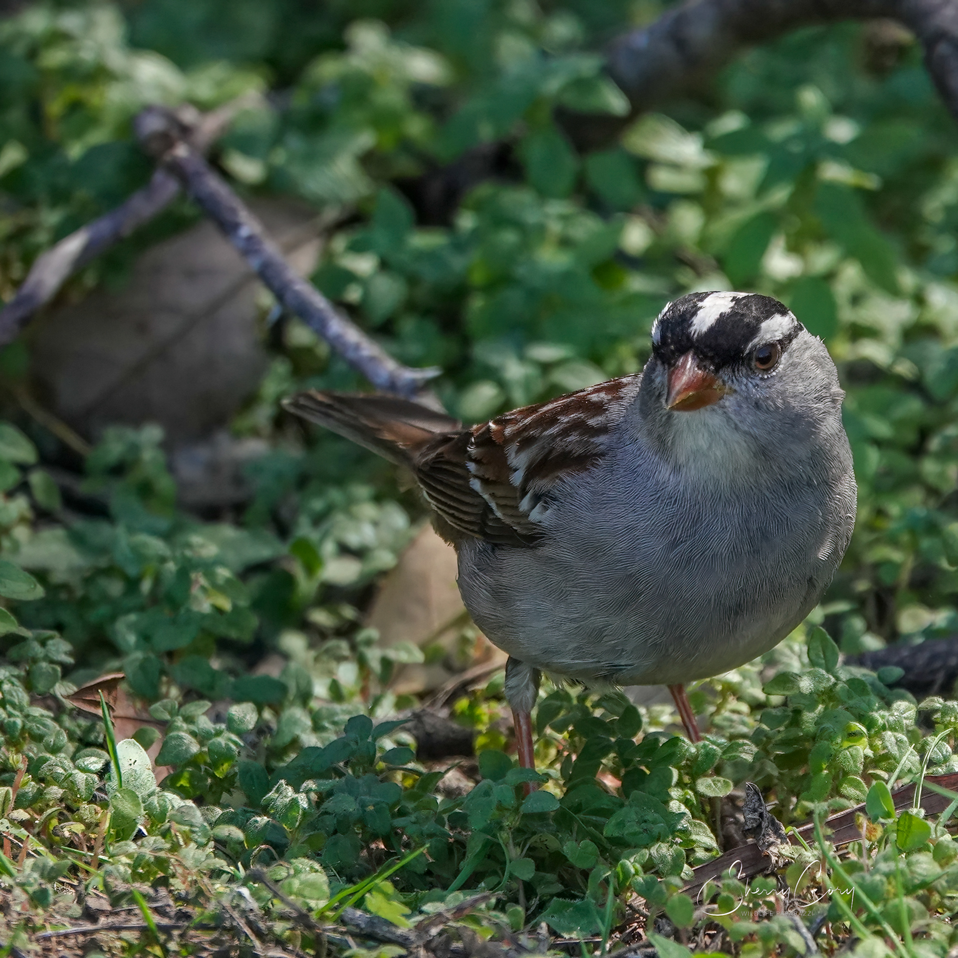 White Crowned Sparrow
