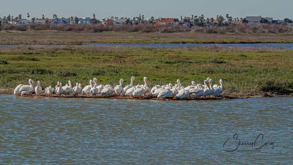Pod of White Pelicans