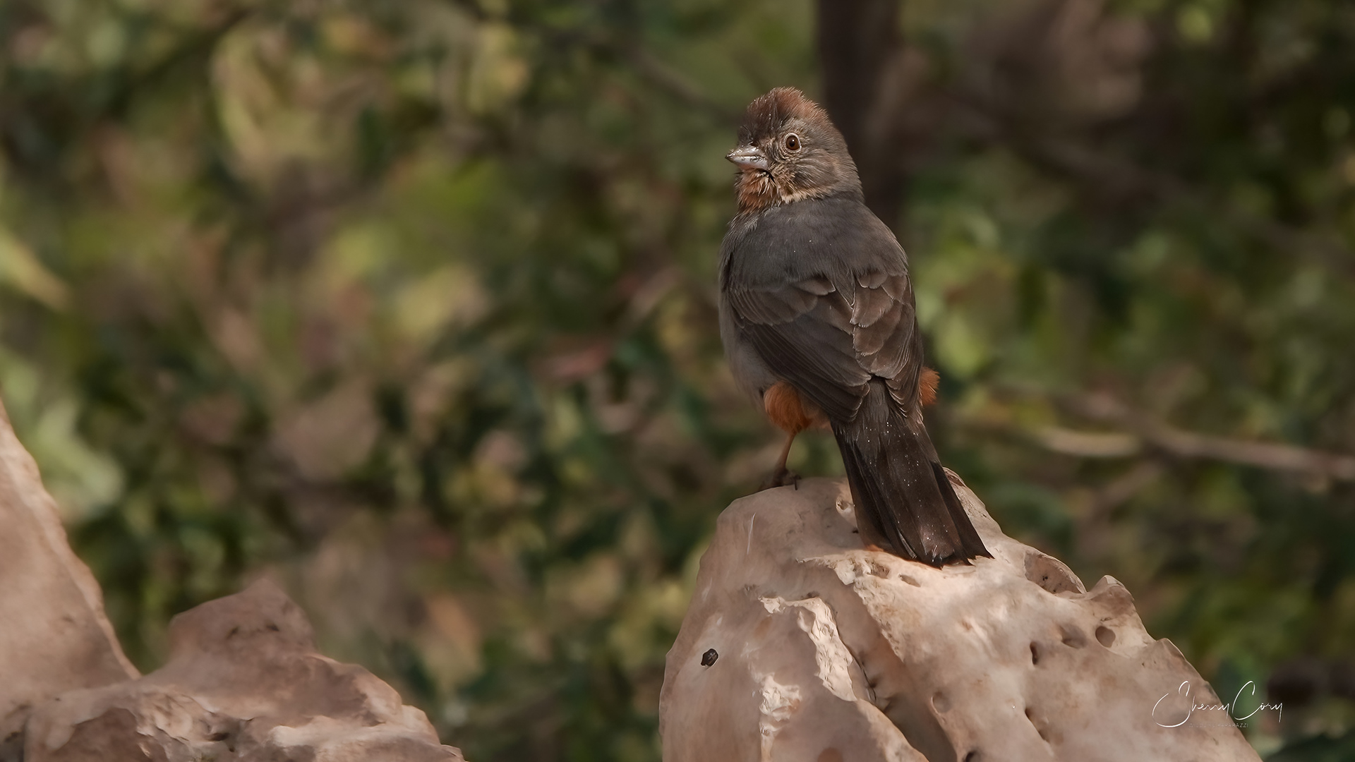 Canyon Towhee (Melozone fusca)