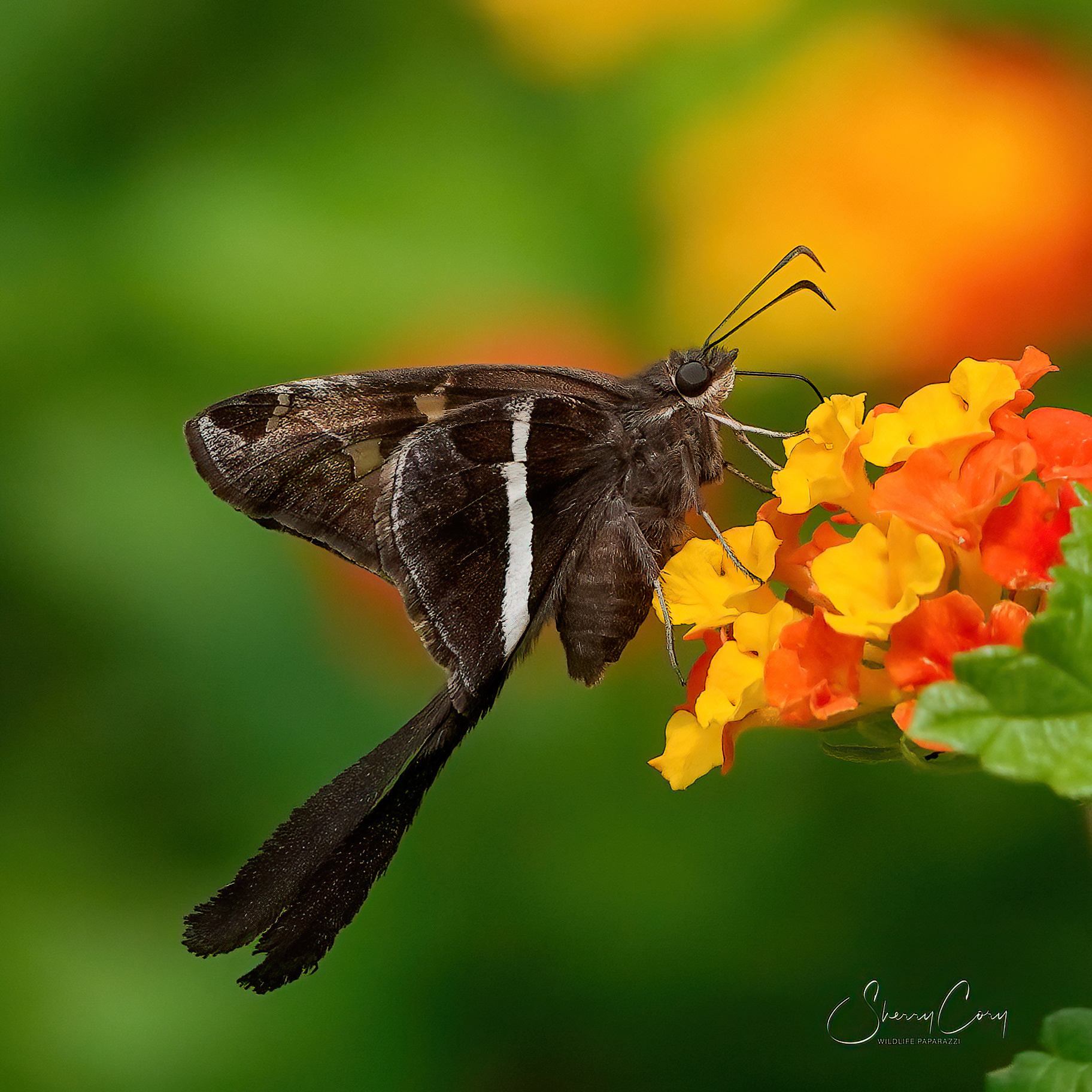 White Striped Longtail