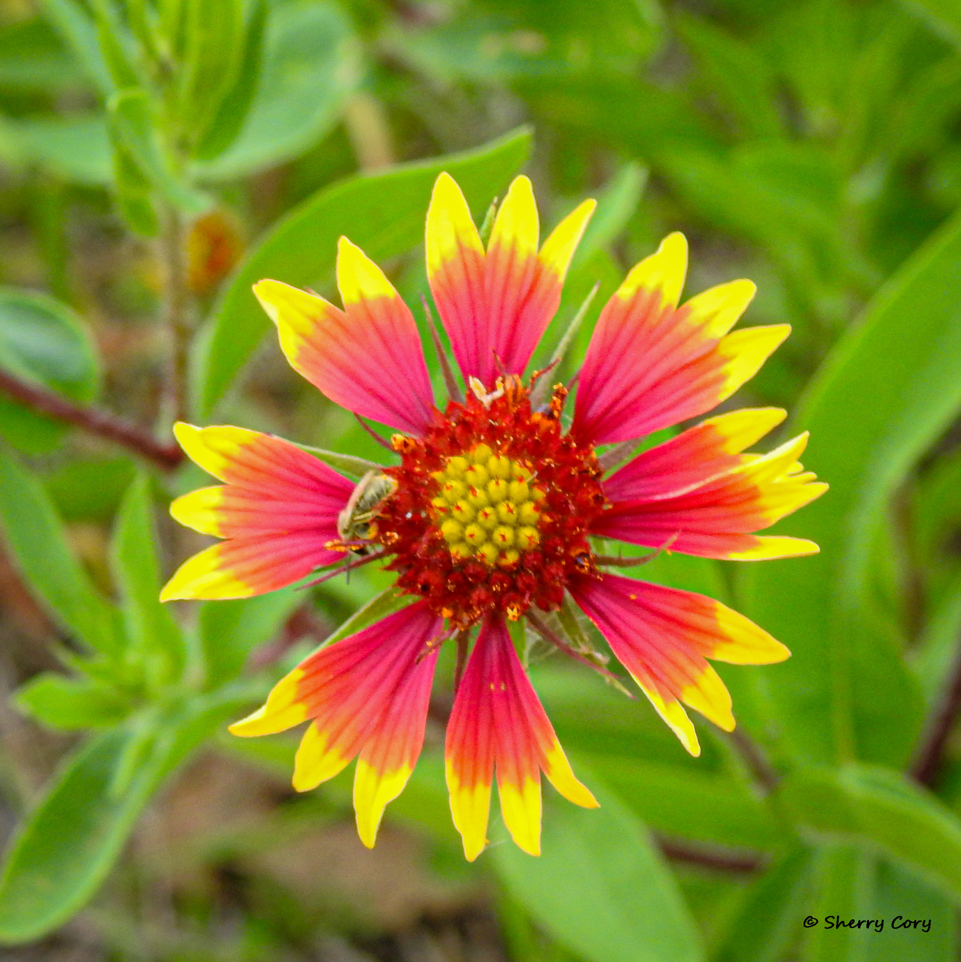 Indian Blanket