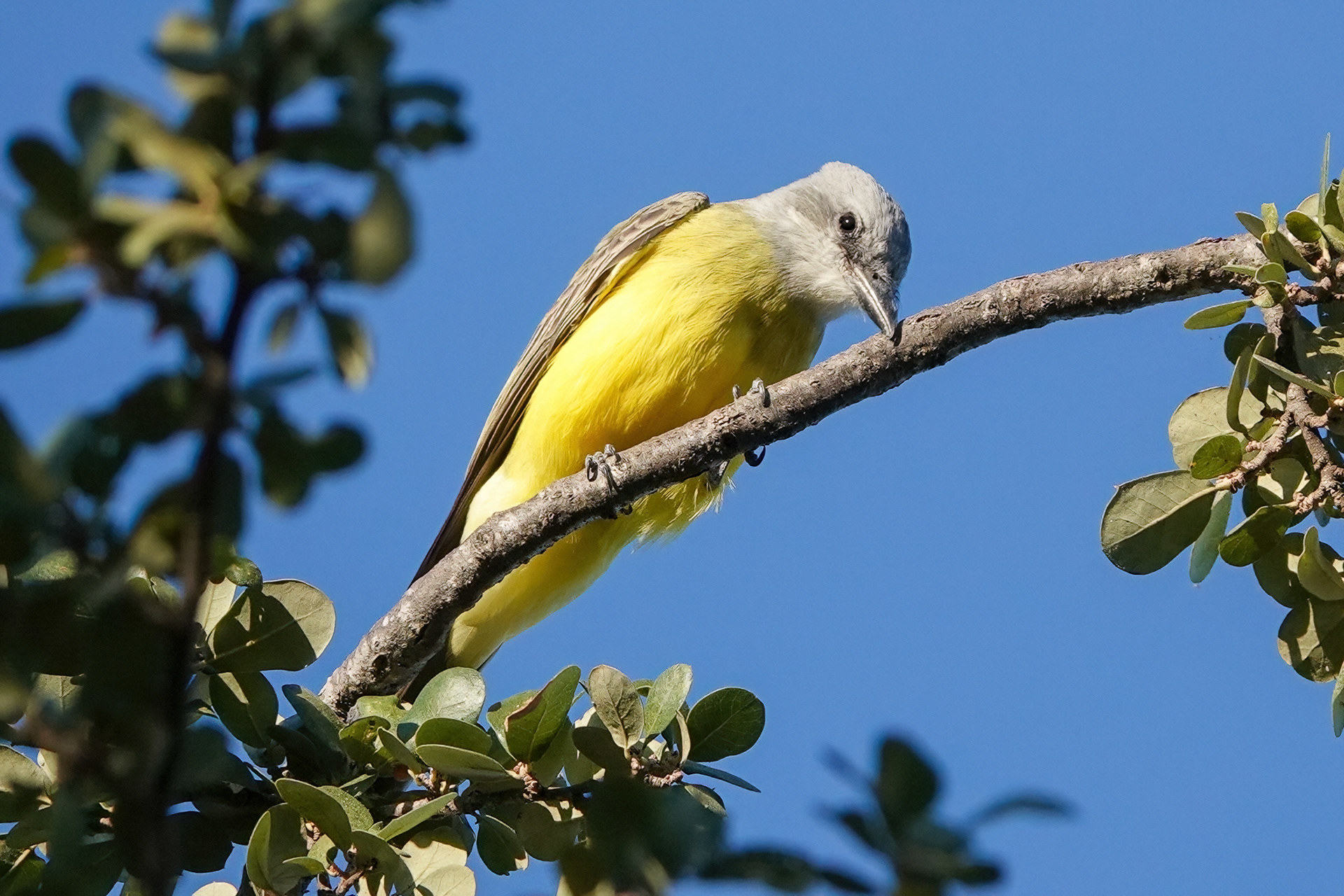 Couch's Kingbird (Tyrannus couchii)