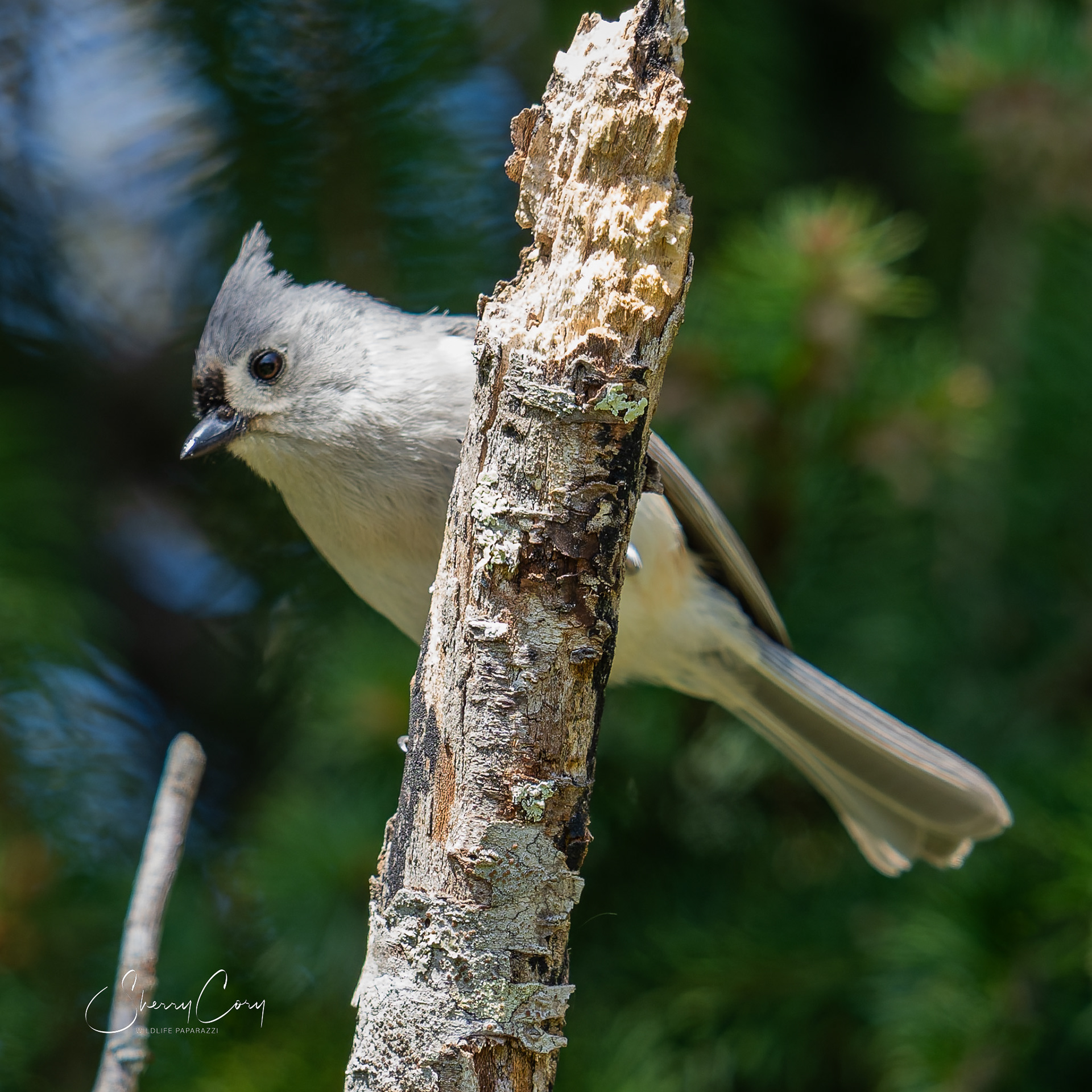 Tufted Titmouse