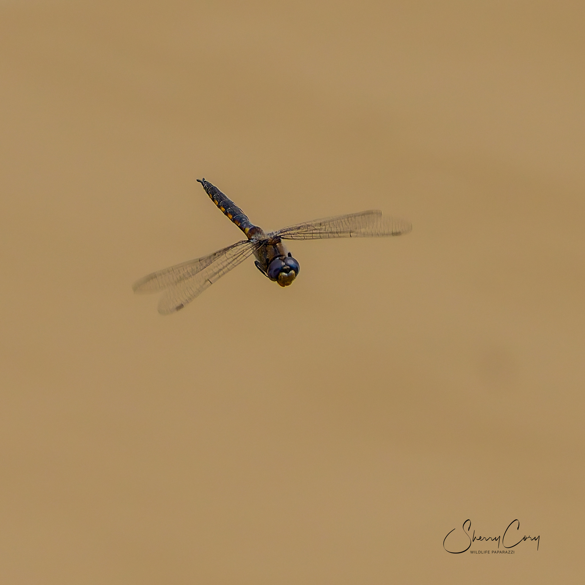 Common Basket-tail