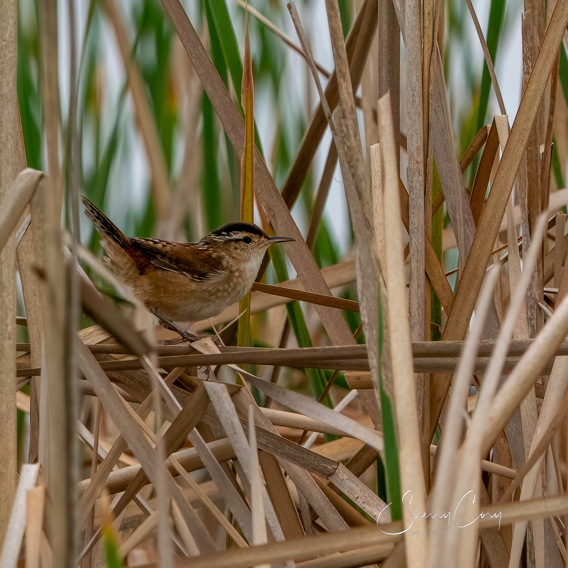 Marsh Wren