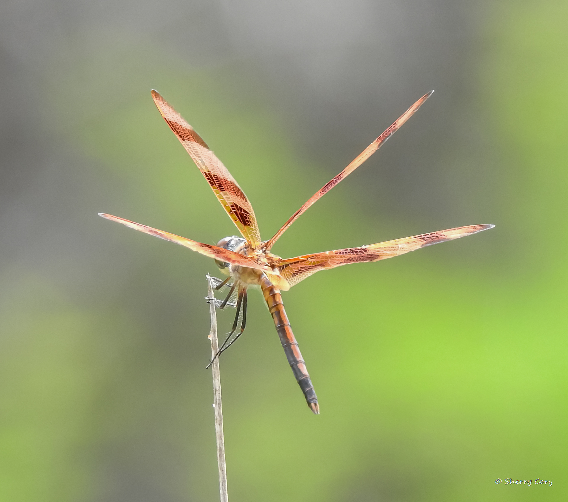 Halloween Pennant