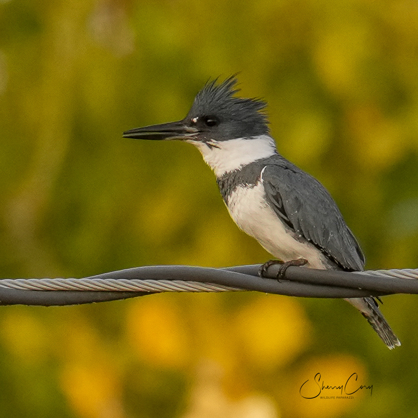 Belted Kingfisher