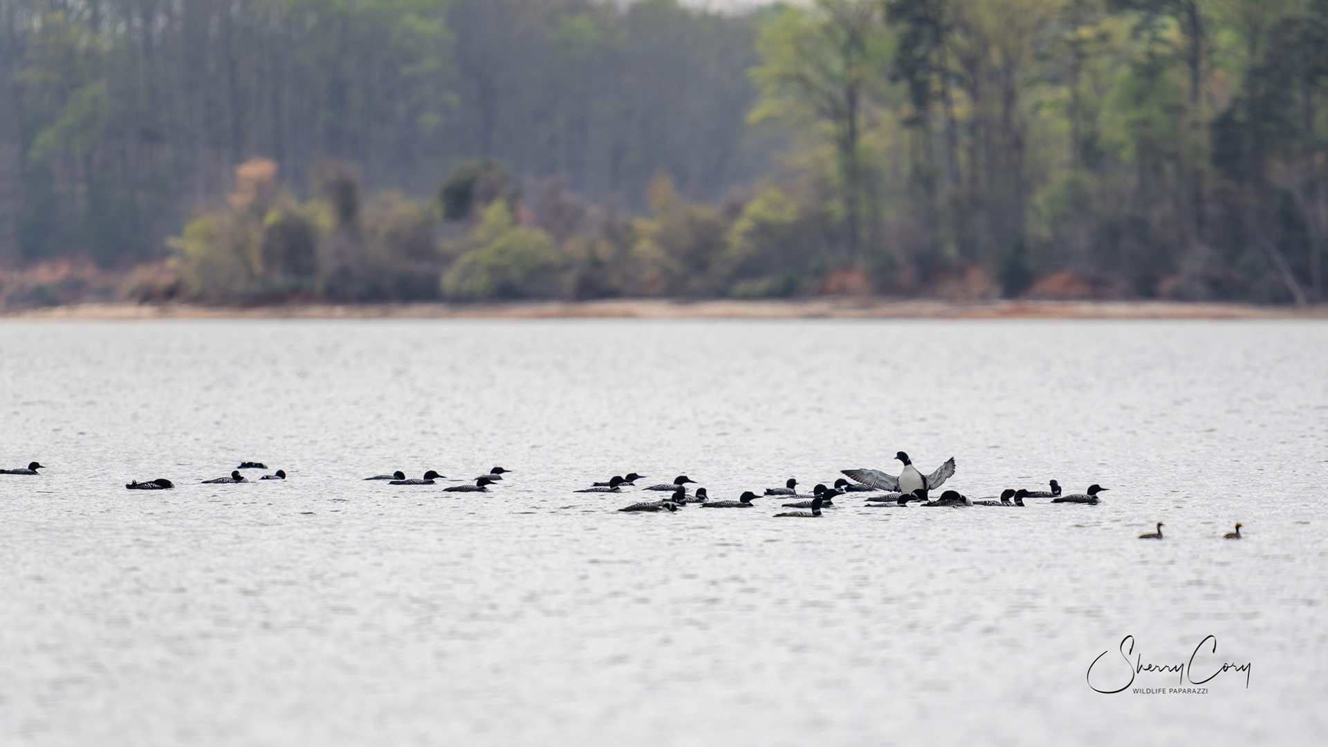 Common Loons (Gavia immer)