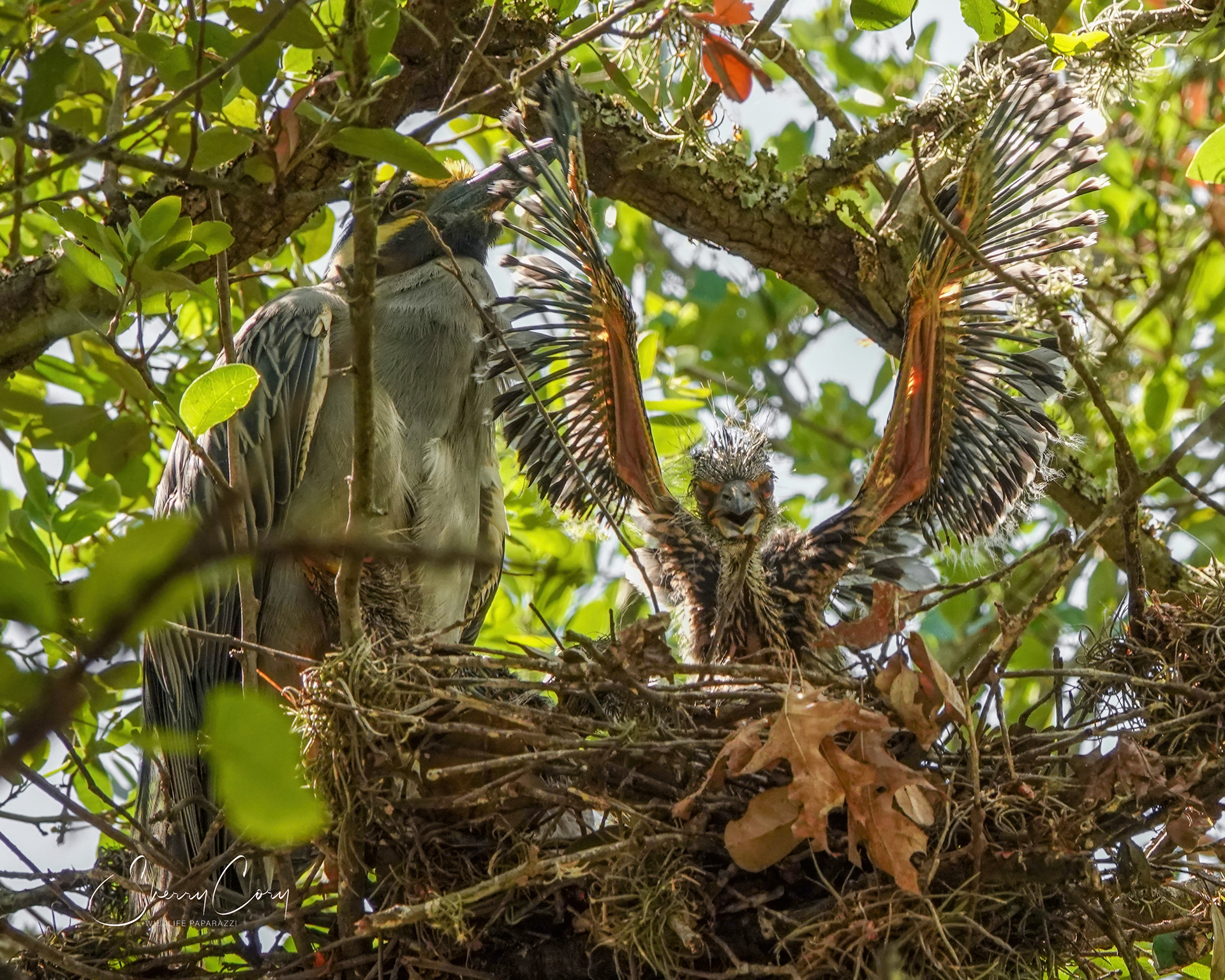 Yellow Crowned Night Herons (Nyctanassa violacea)
