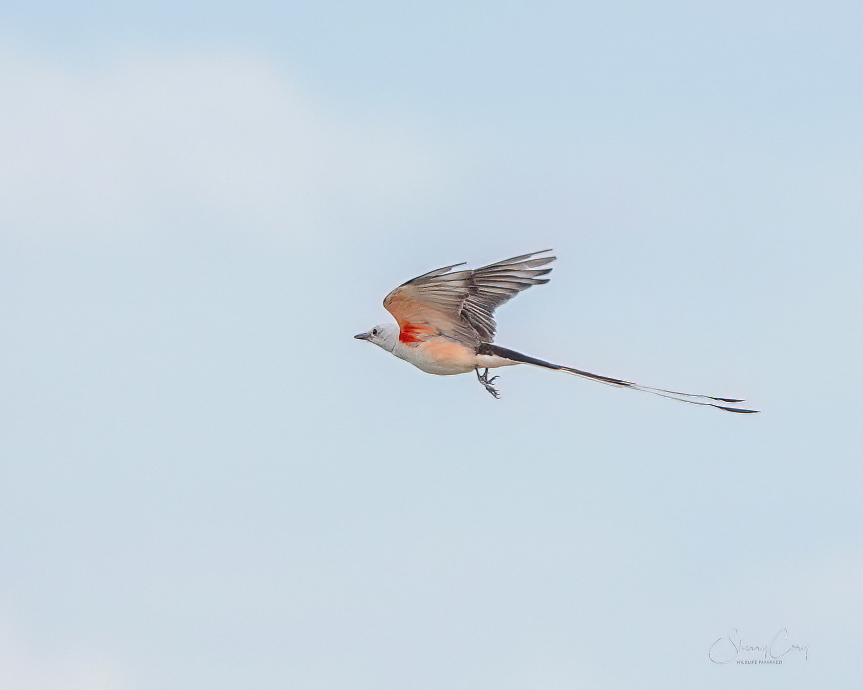Scissor-tailed Flycatcher (Tyrannus forficatus)