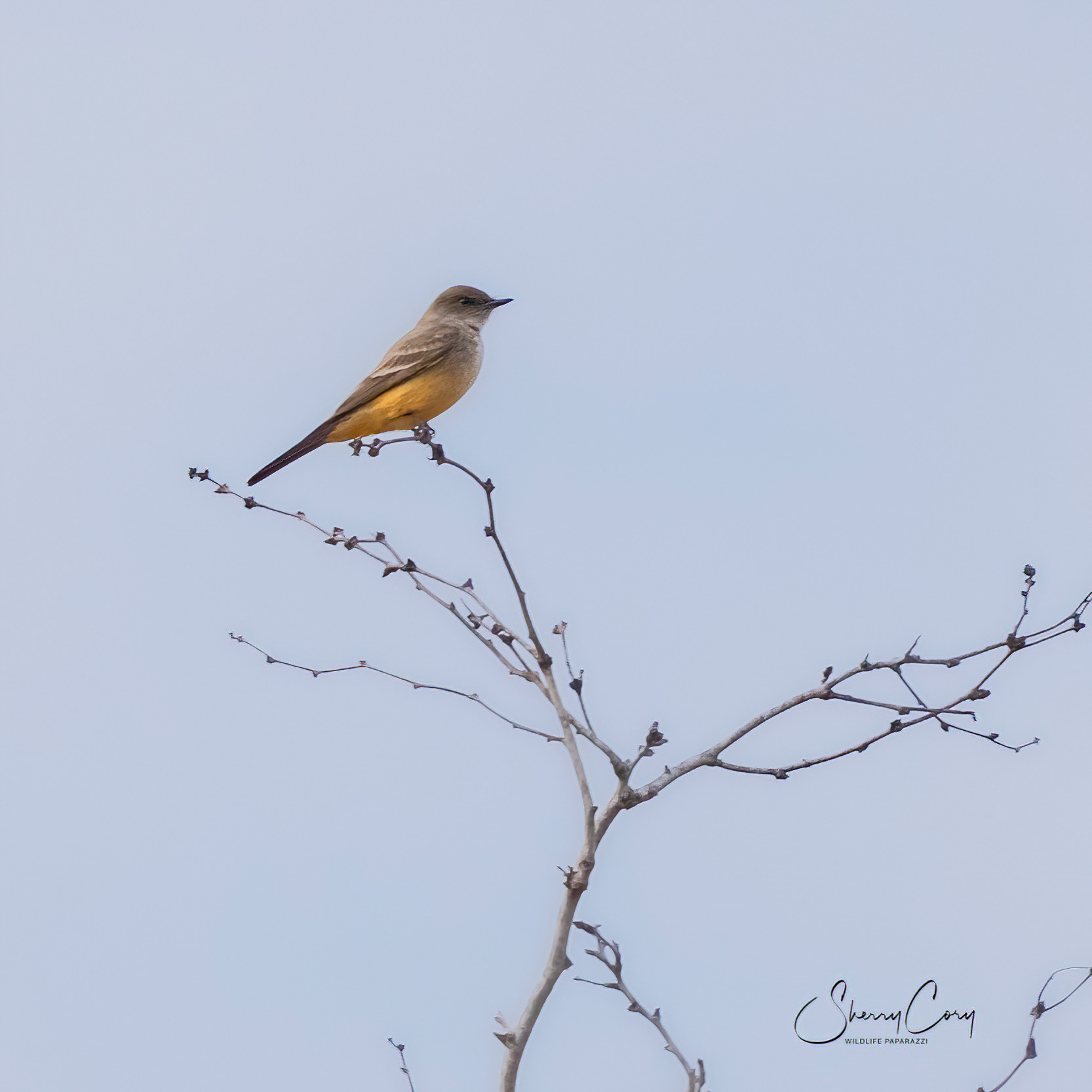 Say's Phoebe