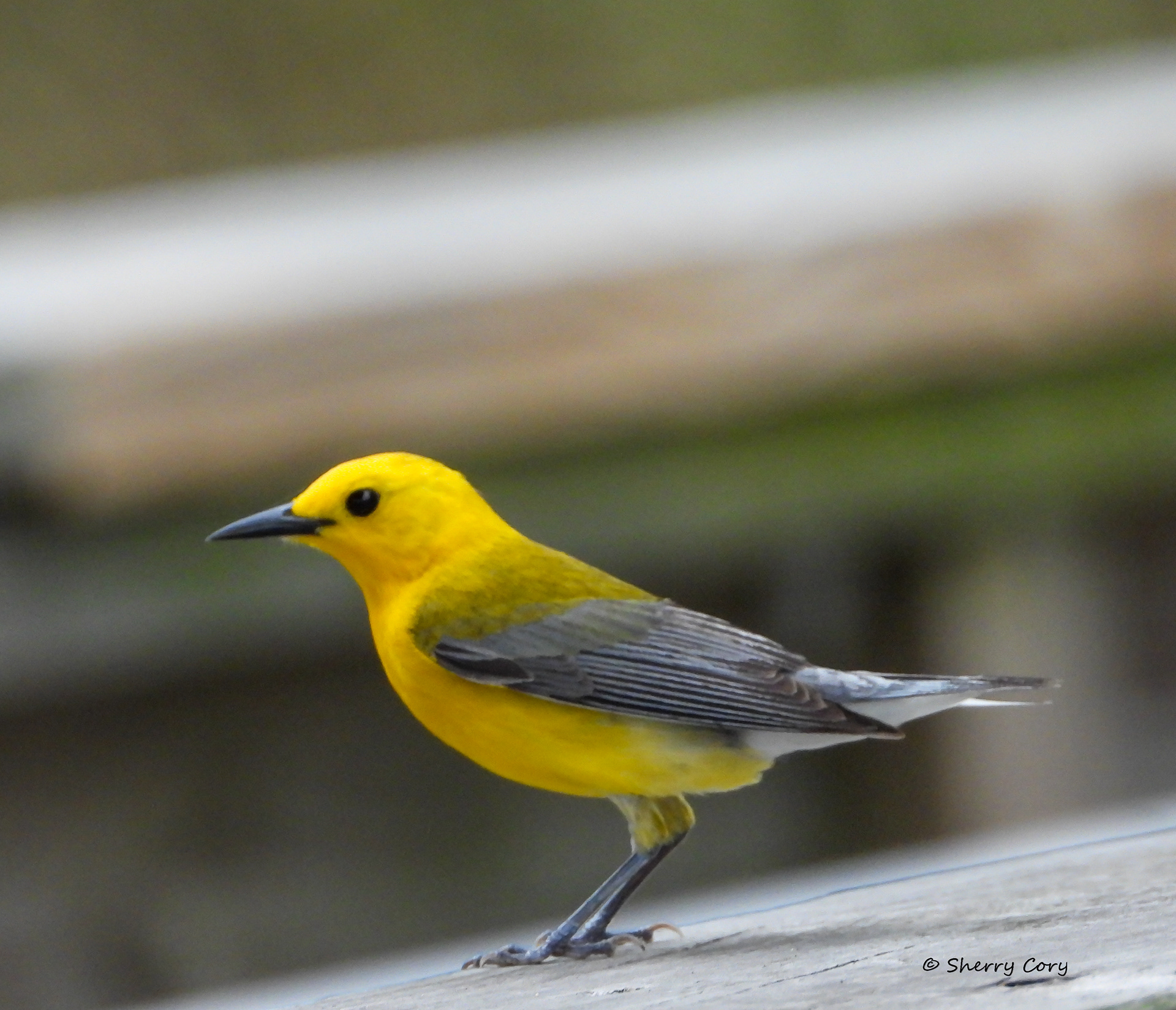 Prothonotary Warbler (Protonotaria citrea)