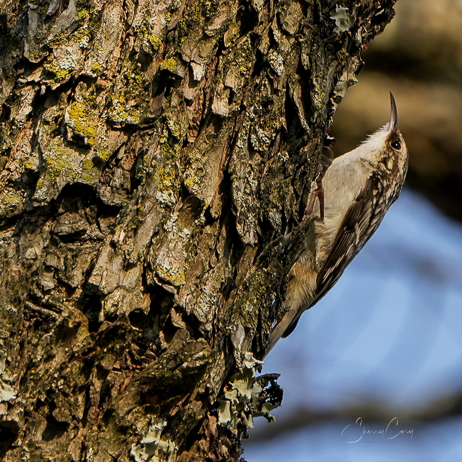 Brown Creeper (Certhia americana)