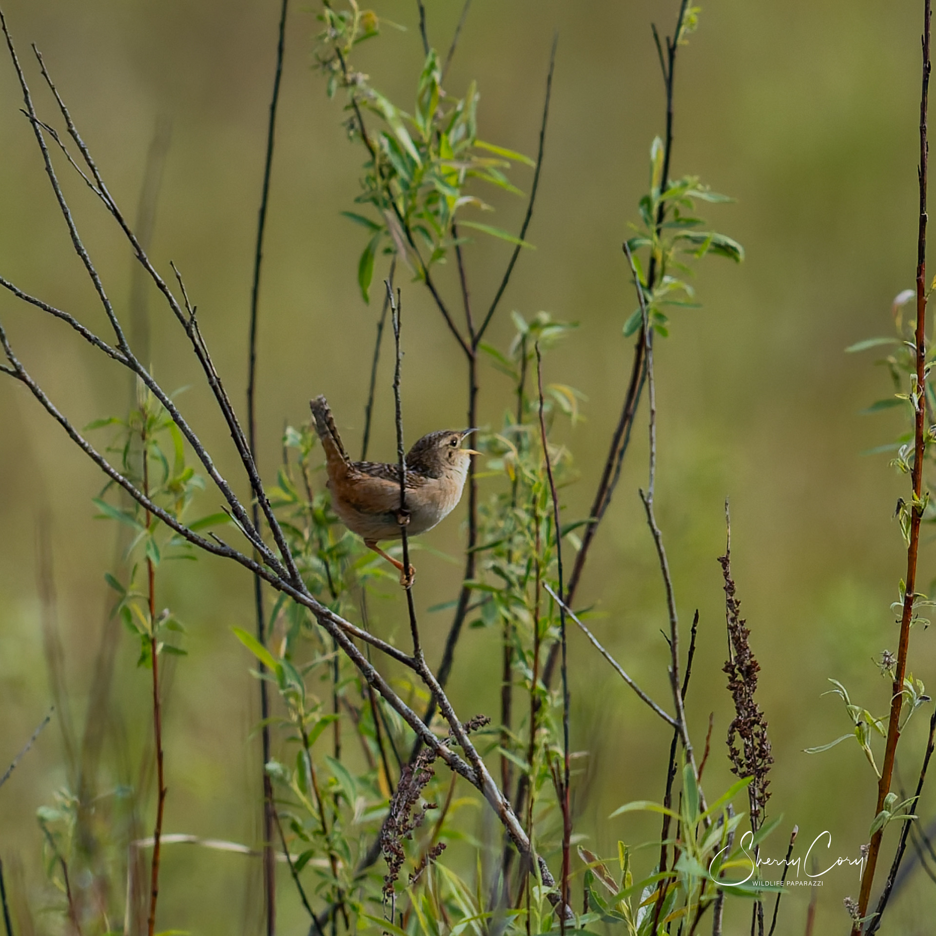 Sedge Wren (Cistothorus stellaris)