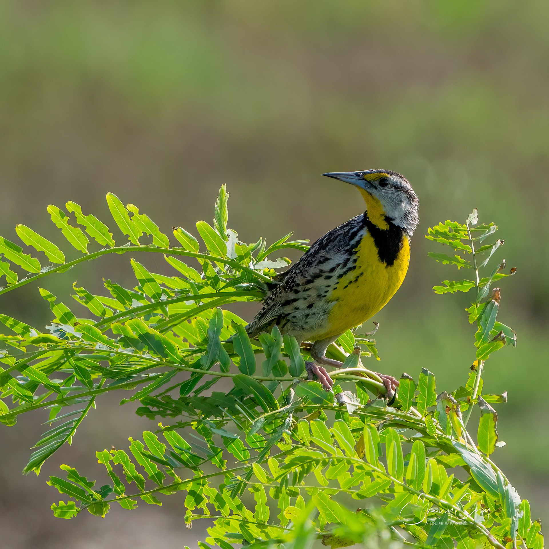 Eastern Meadowlark (Sturnella Magna)