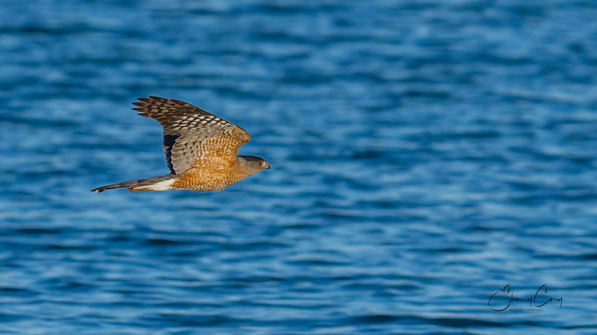 Cooper's Hawk (Accipter cooperii)