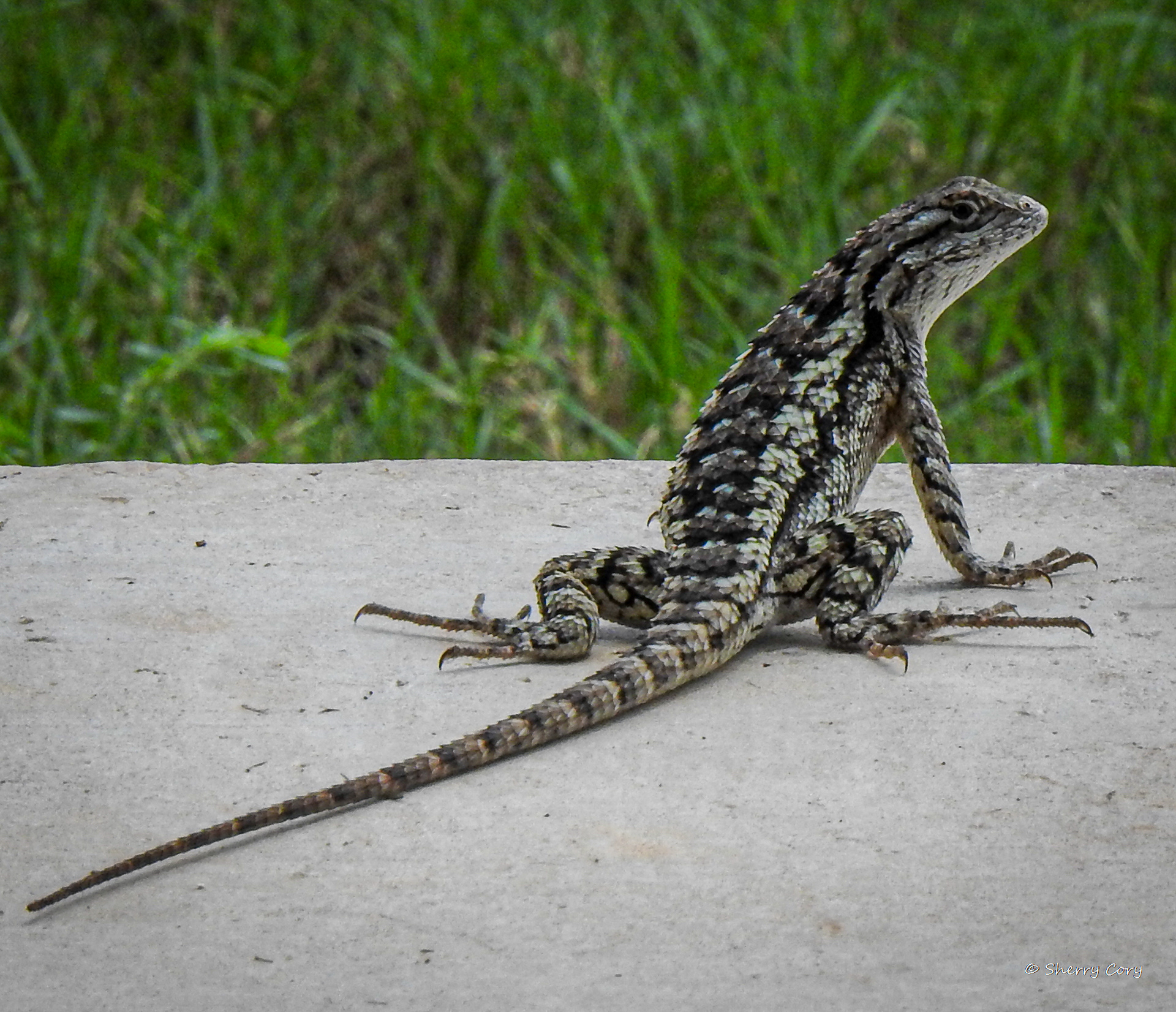 Texas Spiny Lizard