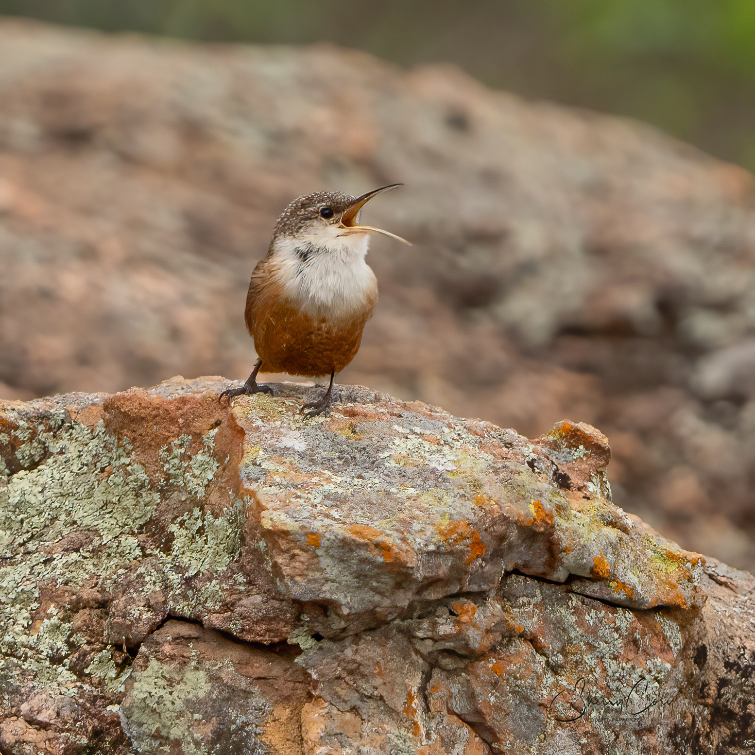 Canyon Wren (Catherpes mexicanus)