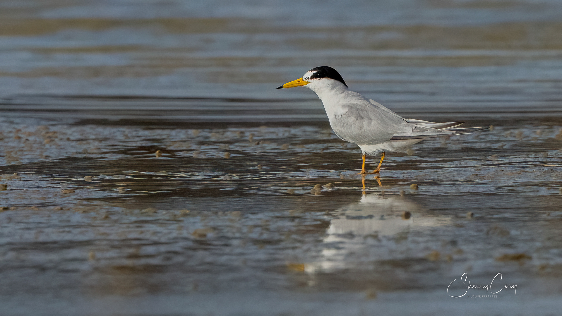 Least Tern
