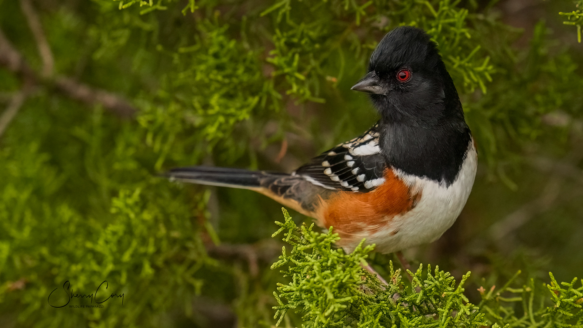 Spotted Towhee