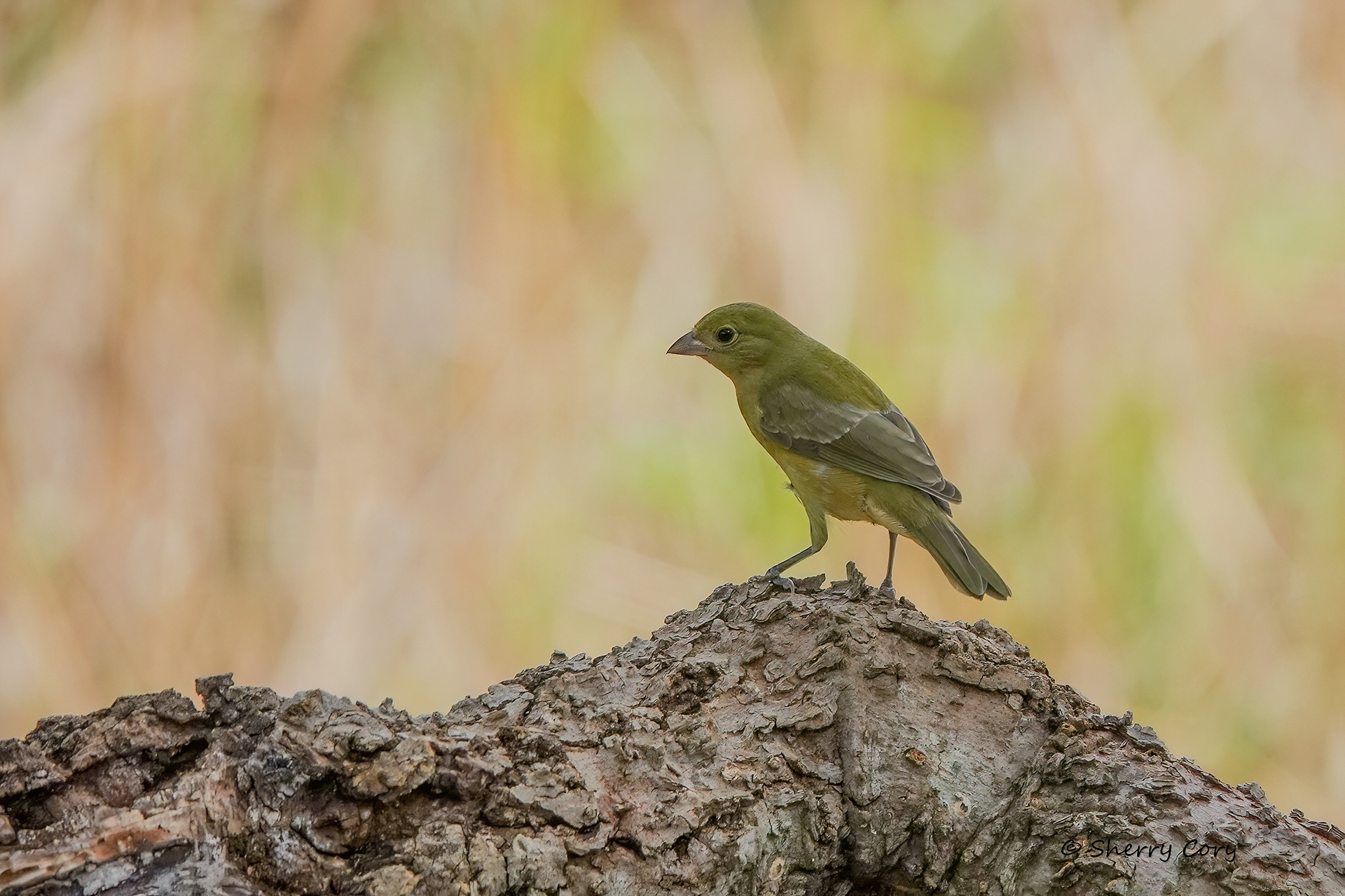 Female Painted Bunting (Passerina ciris)
