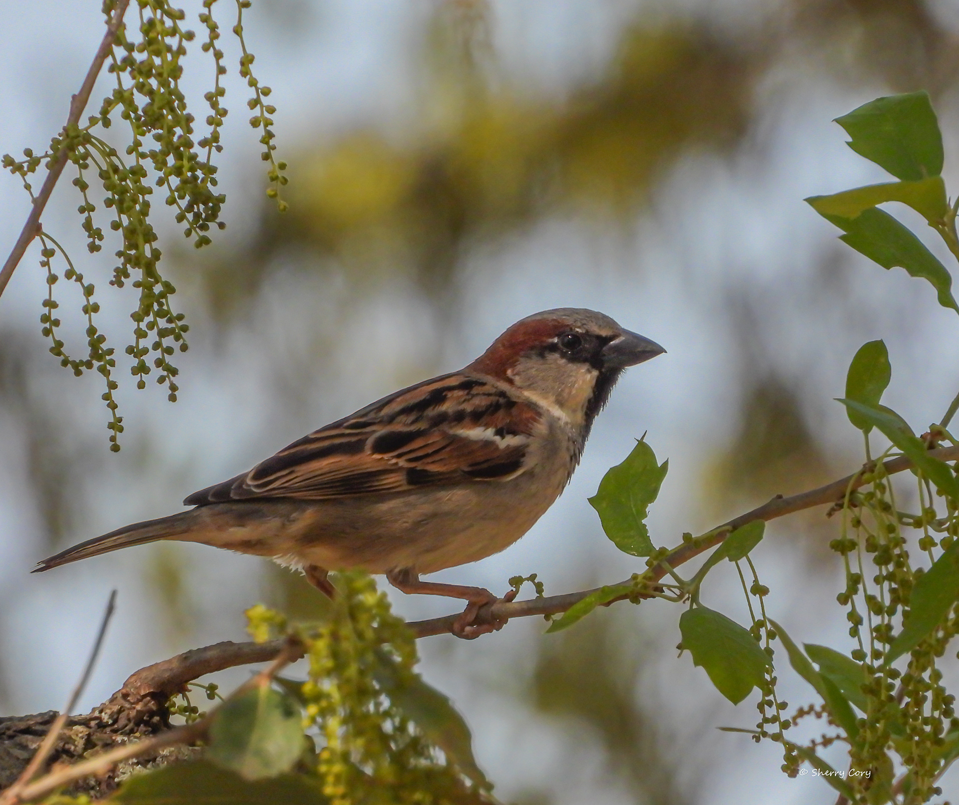 House Sparrow (Passer domesticus)