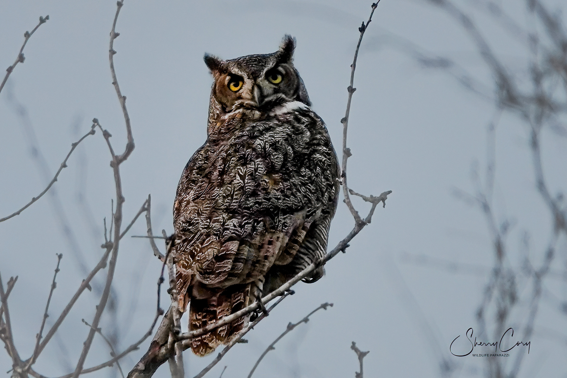 Great Horned Owl (Bubo virginianus)