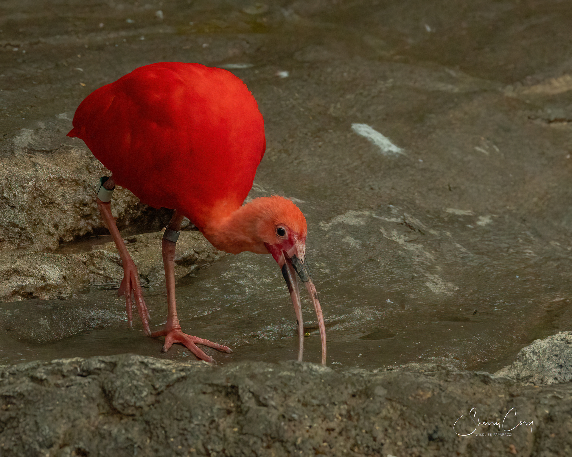 Scarlet Ibis