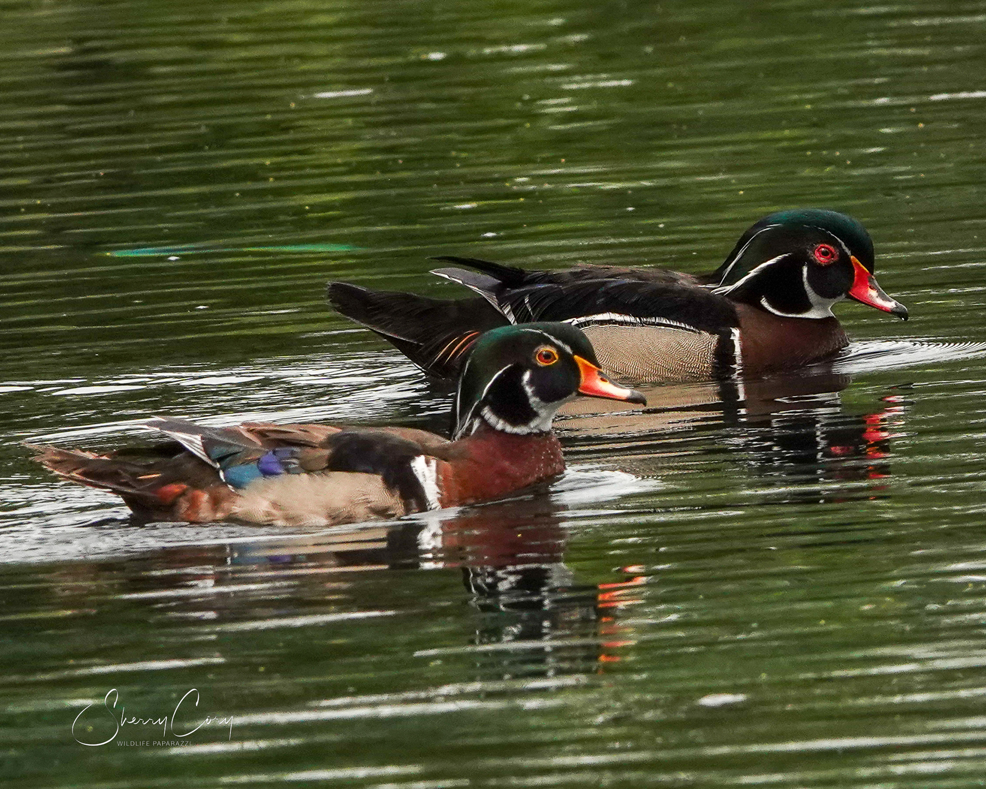 Male Wood Ducks (Aix sponsa)