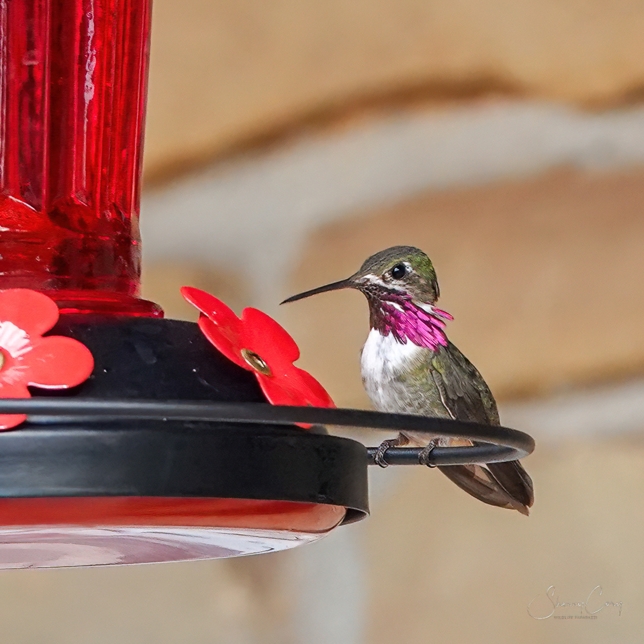 Calliope Hummingbird (Selasphourus calliope)