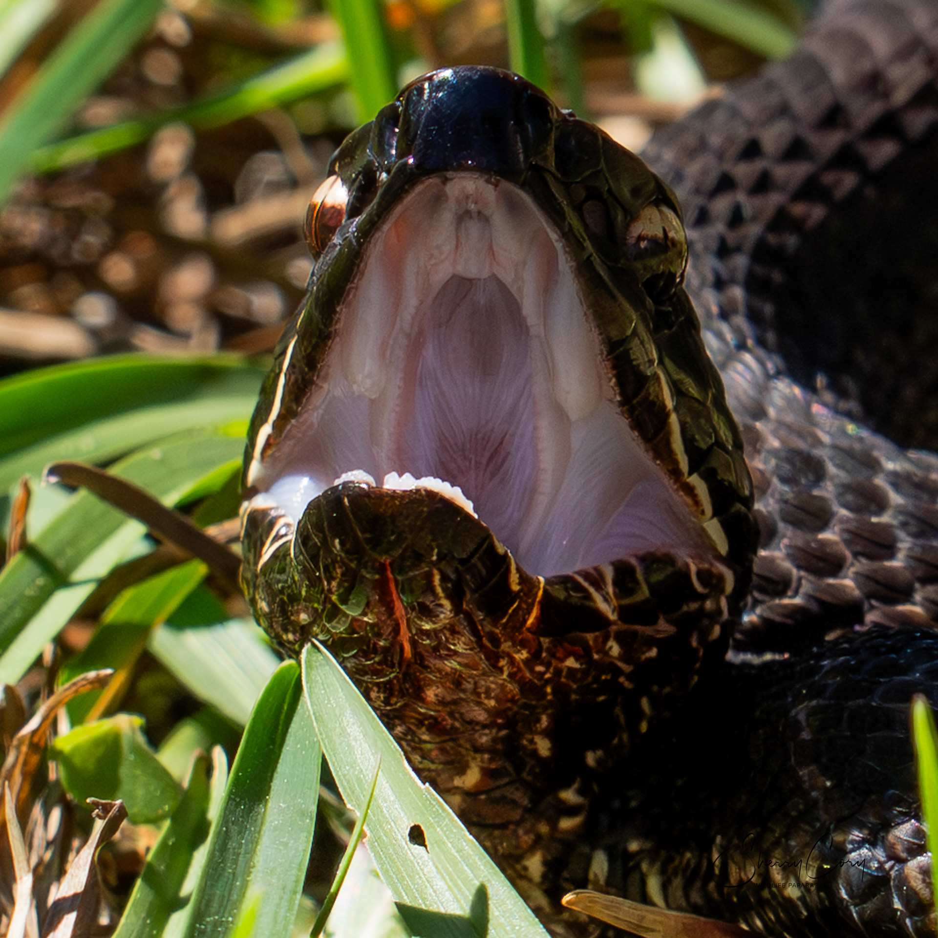 Cottonmouth (V)