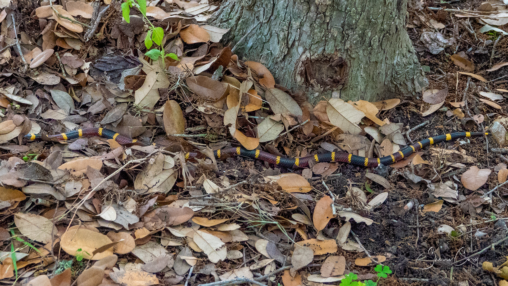 Texas Coral Snake (V)