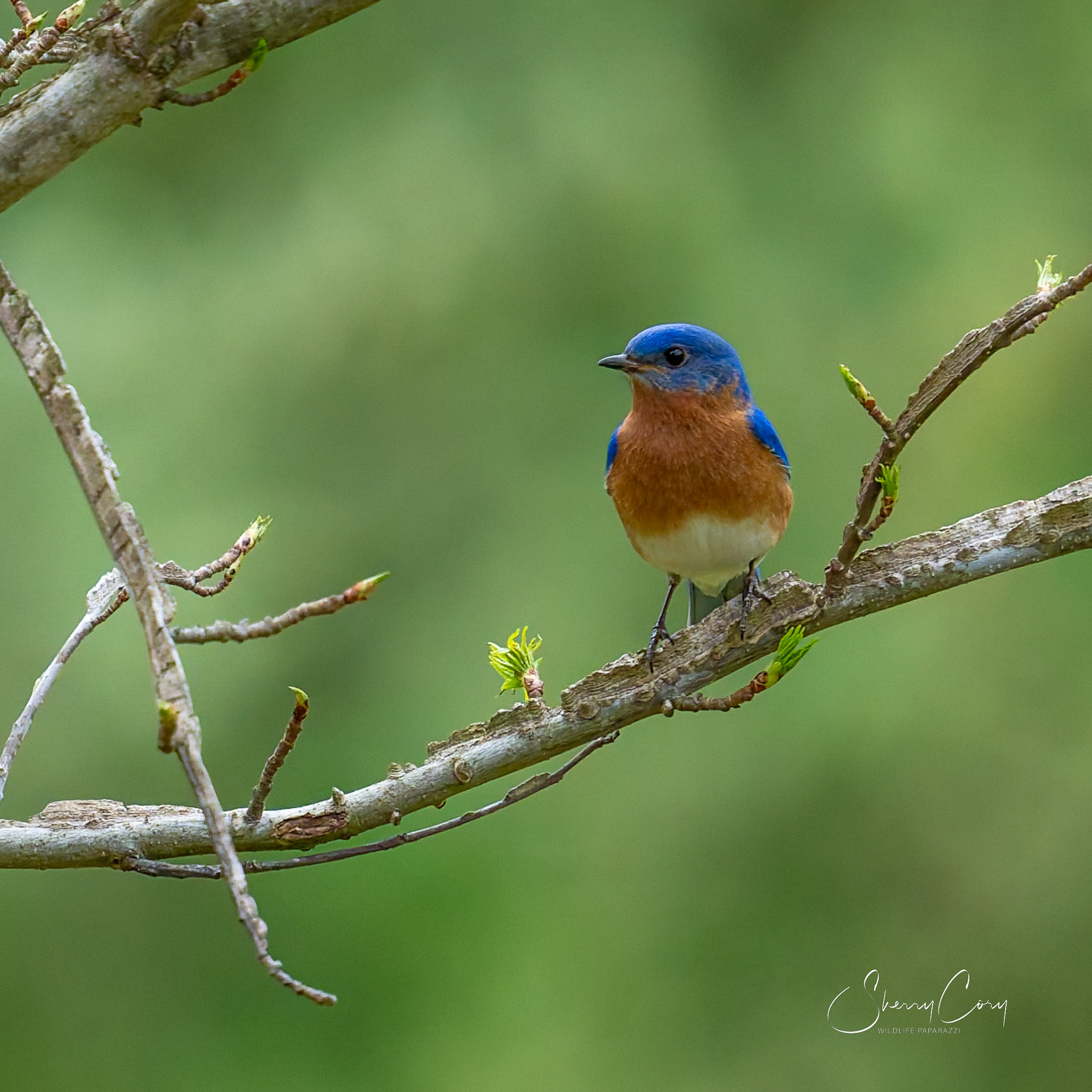 Eastern Bluebird